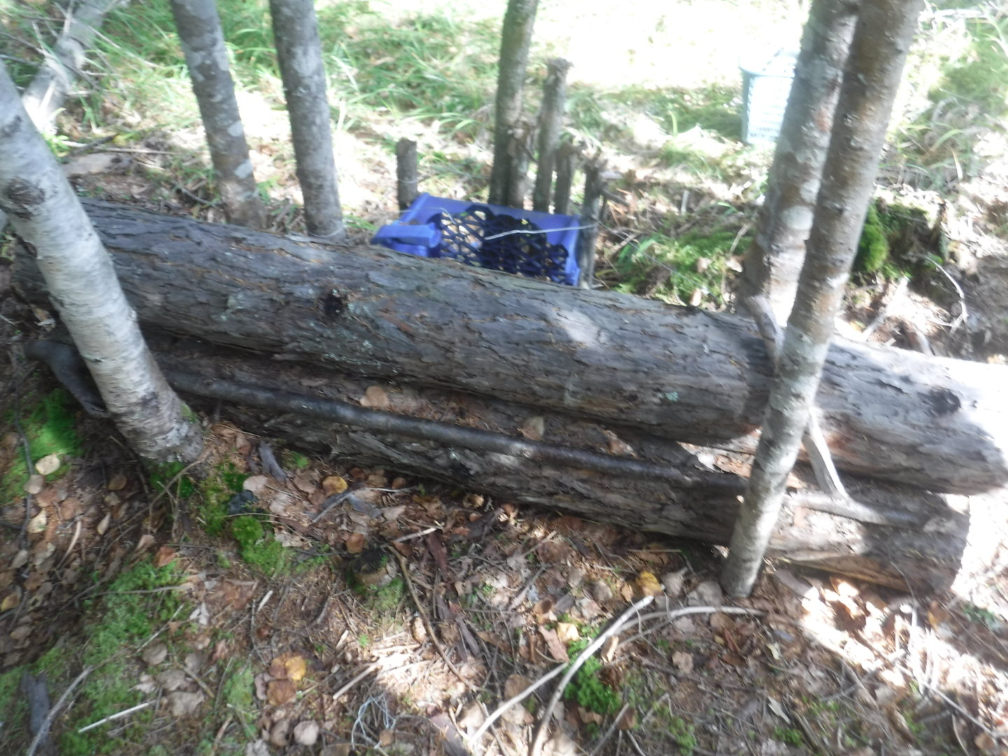 DSCF7456.JPG