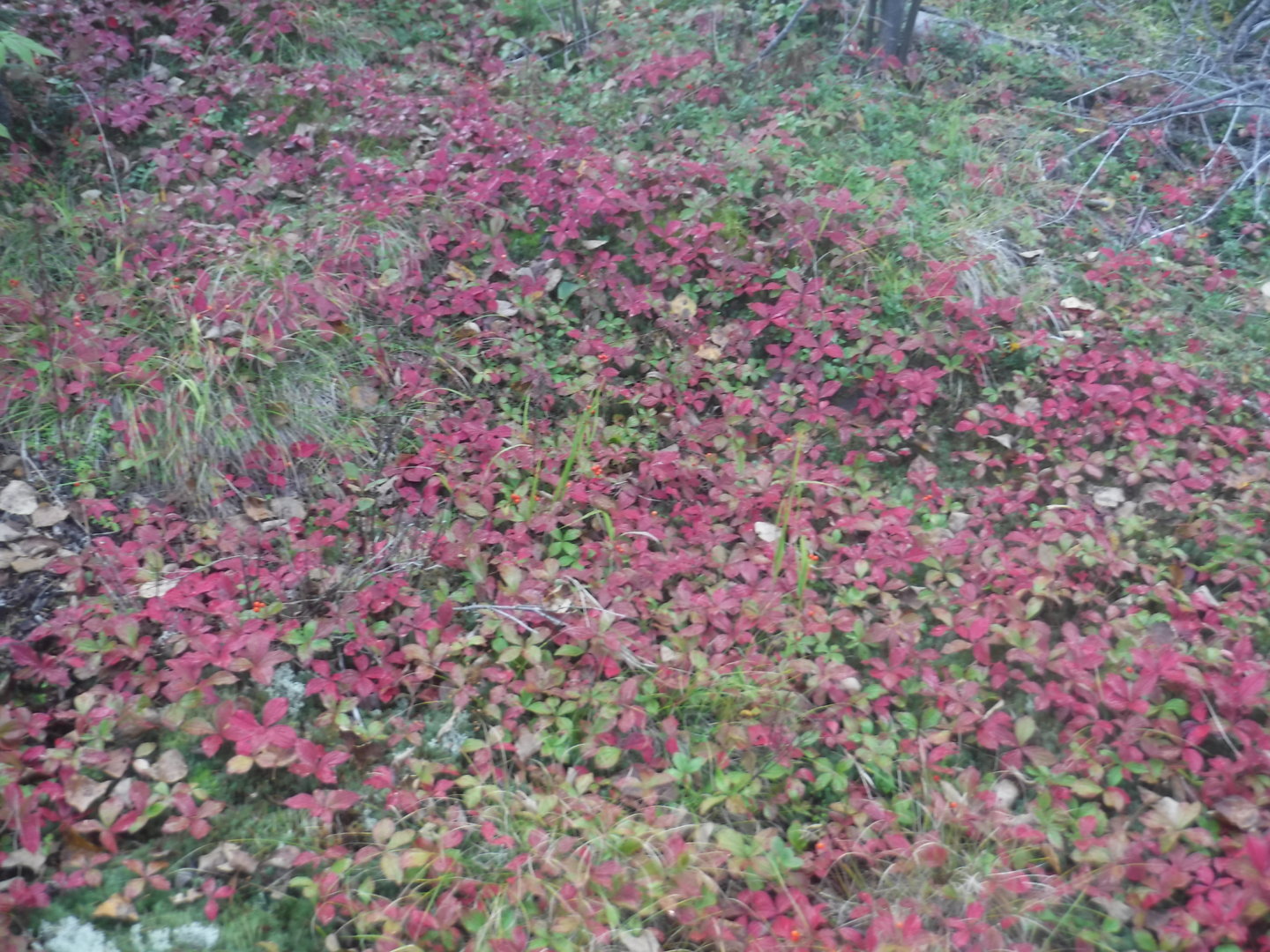 DSCF7457.JPG