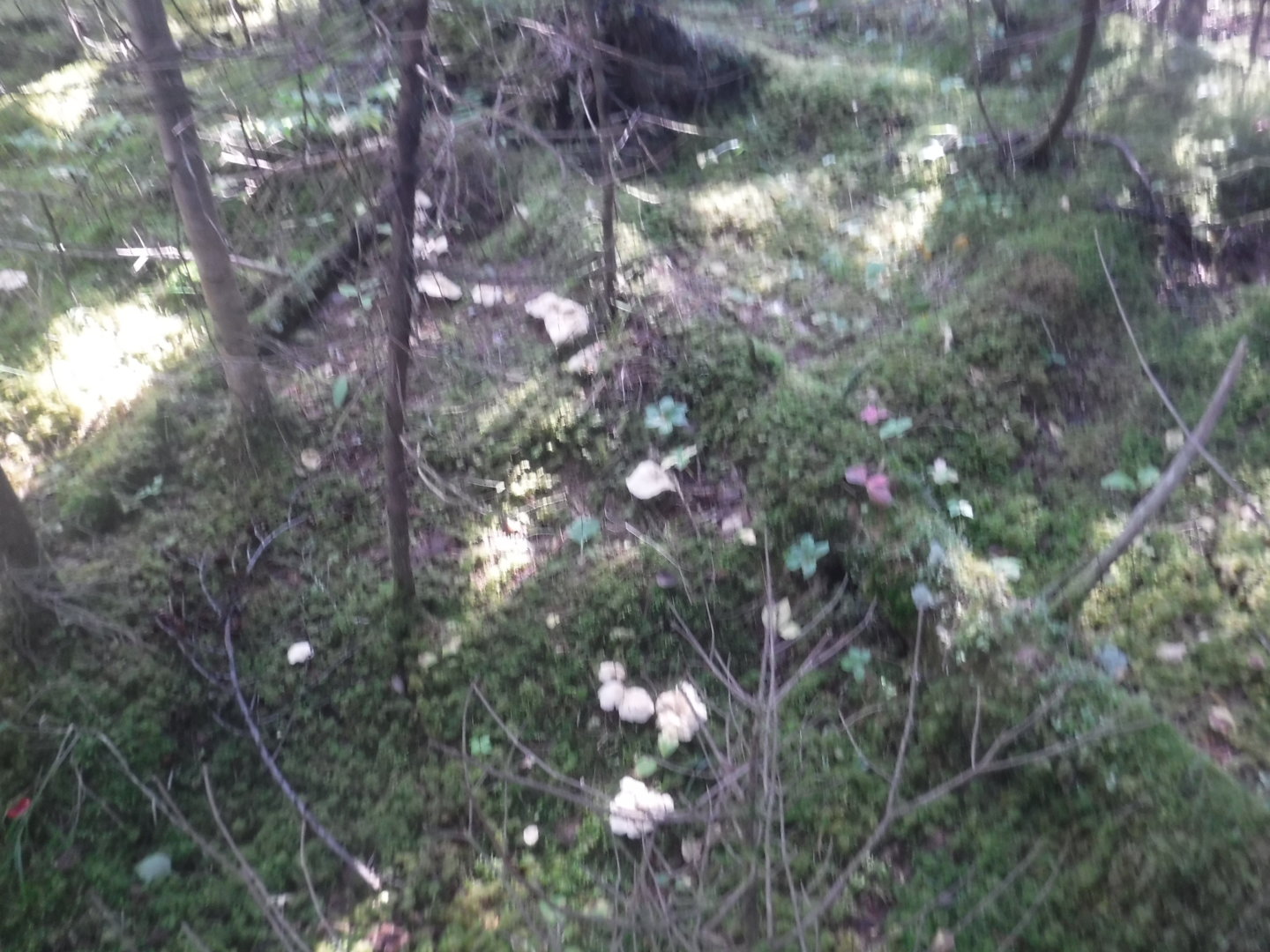 DSCF7458.JPG