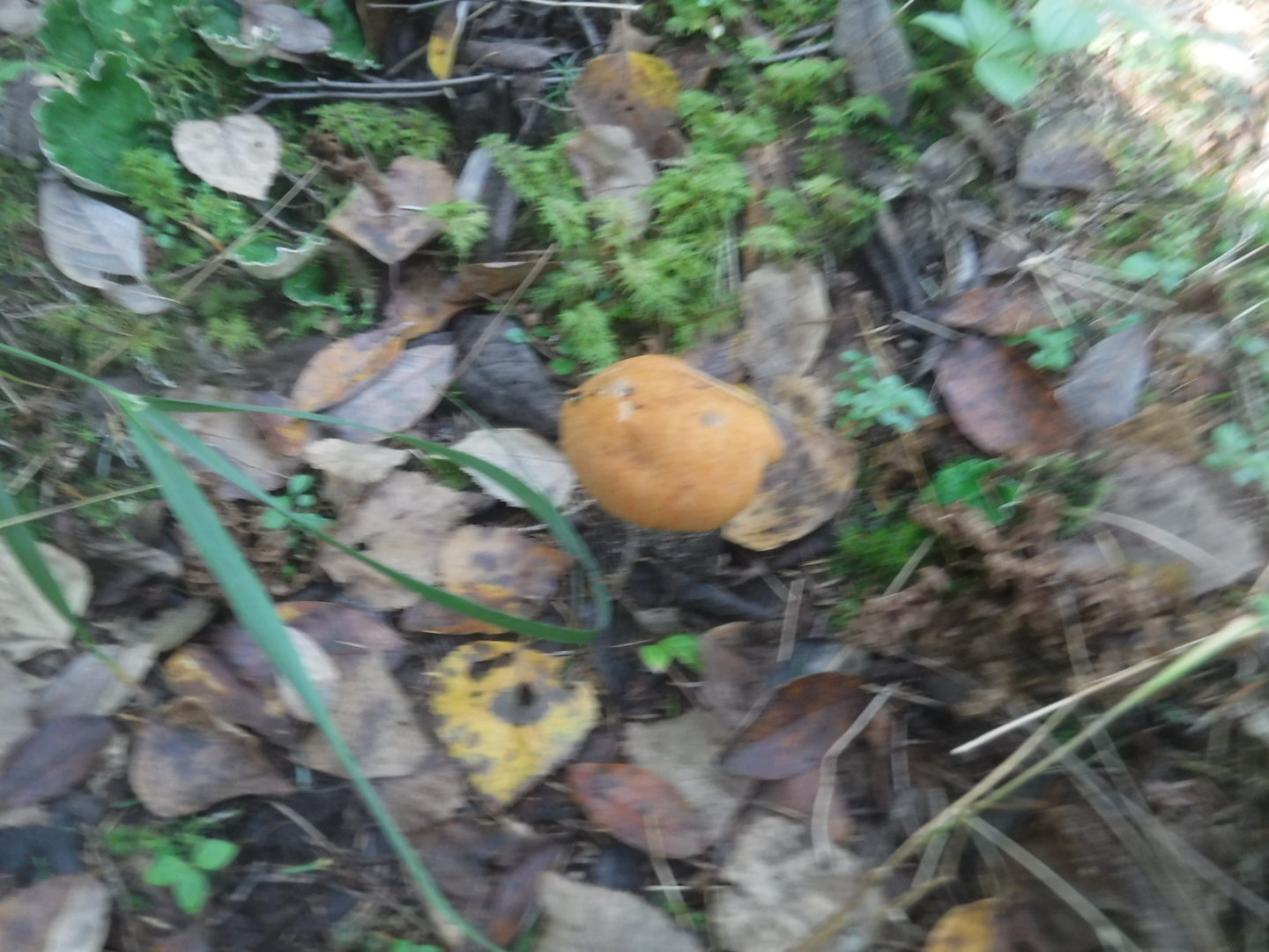 DSCF7459.JPG