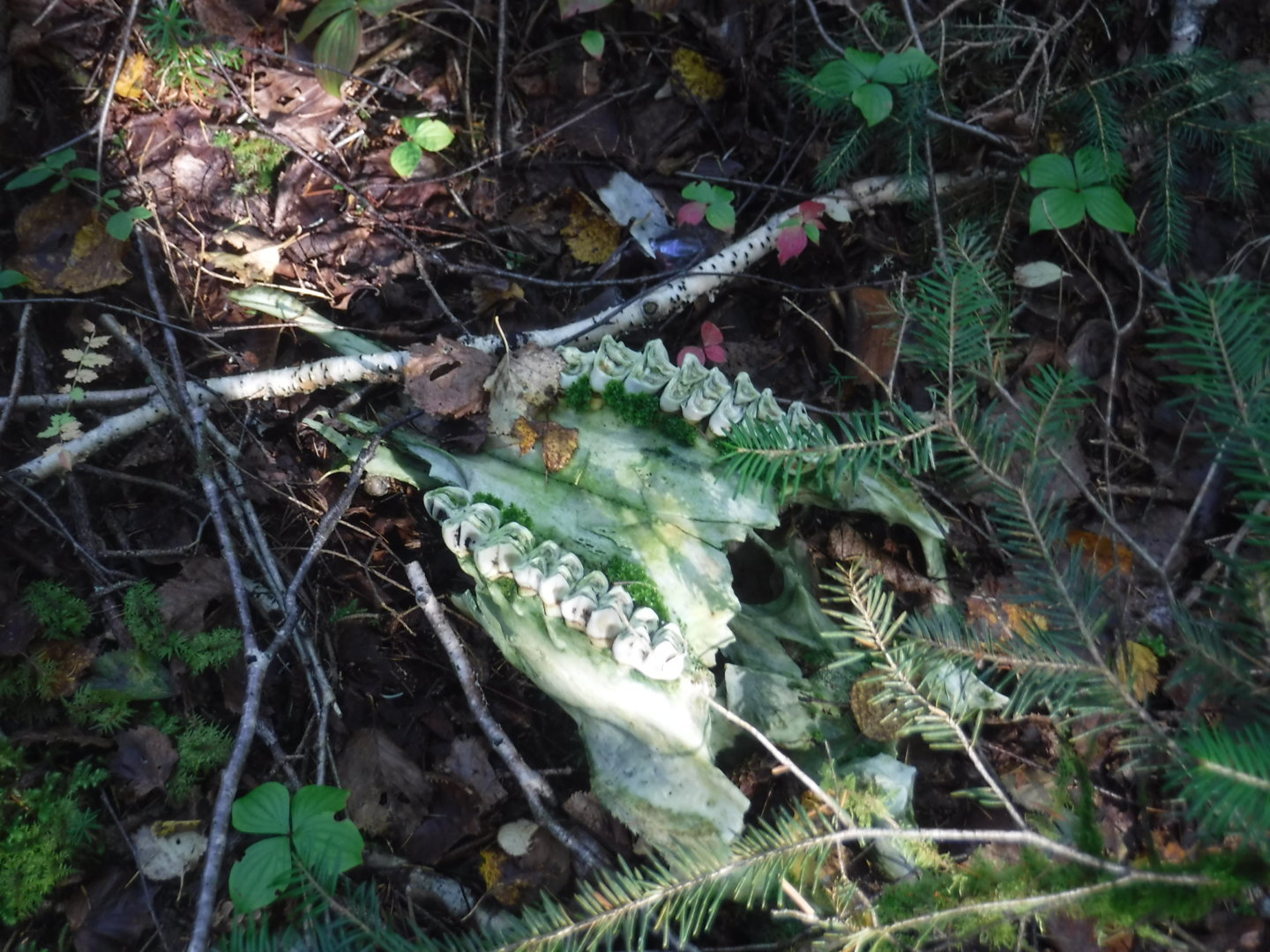DSCF7461.JPG