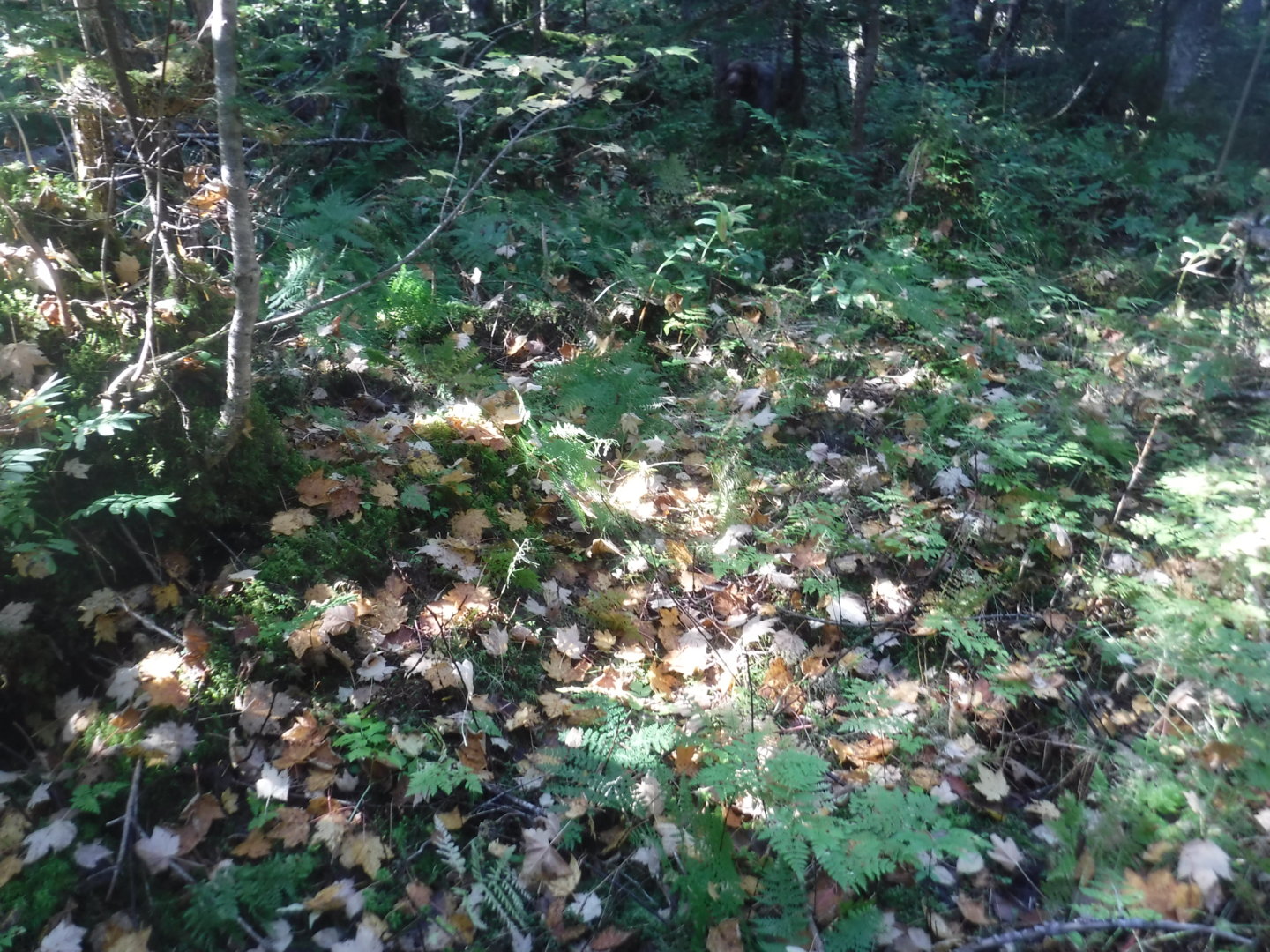 DSCF7463.JPG