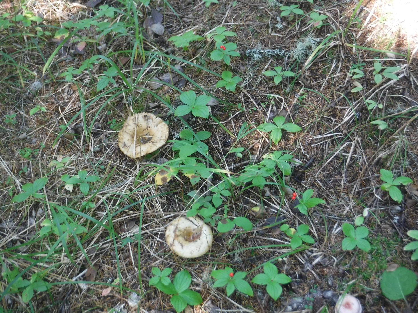 DSCF7465.JPG