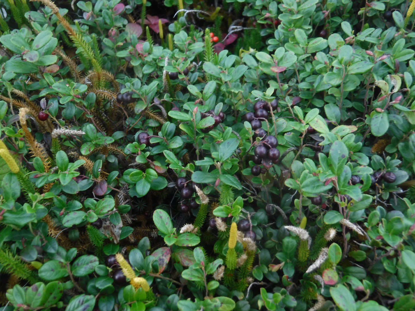 DSCF7481.JPG