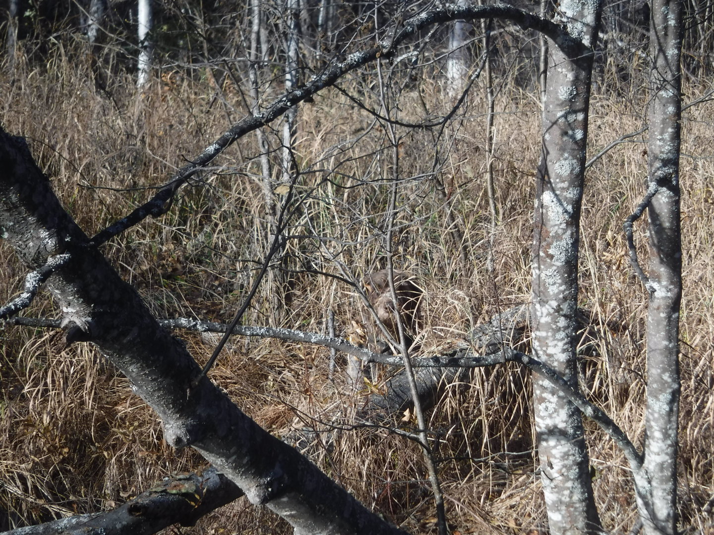 DSCF7515.JPG