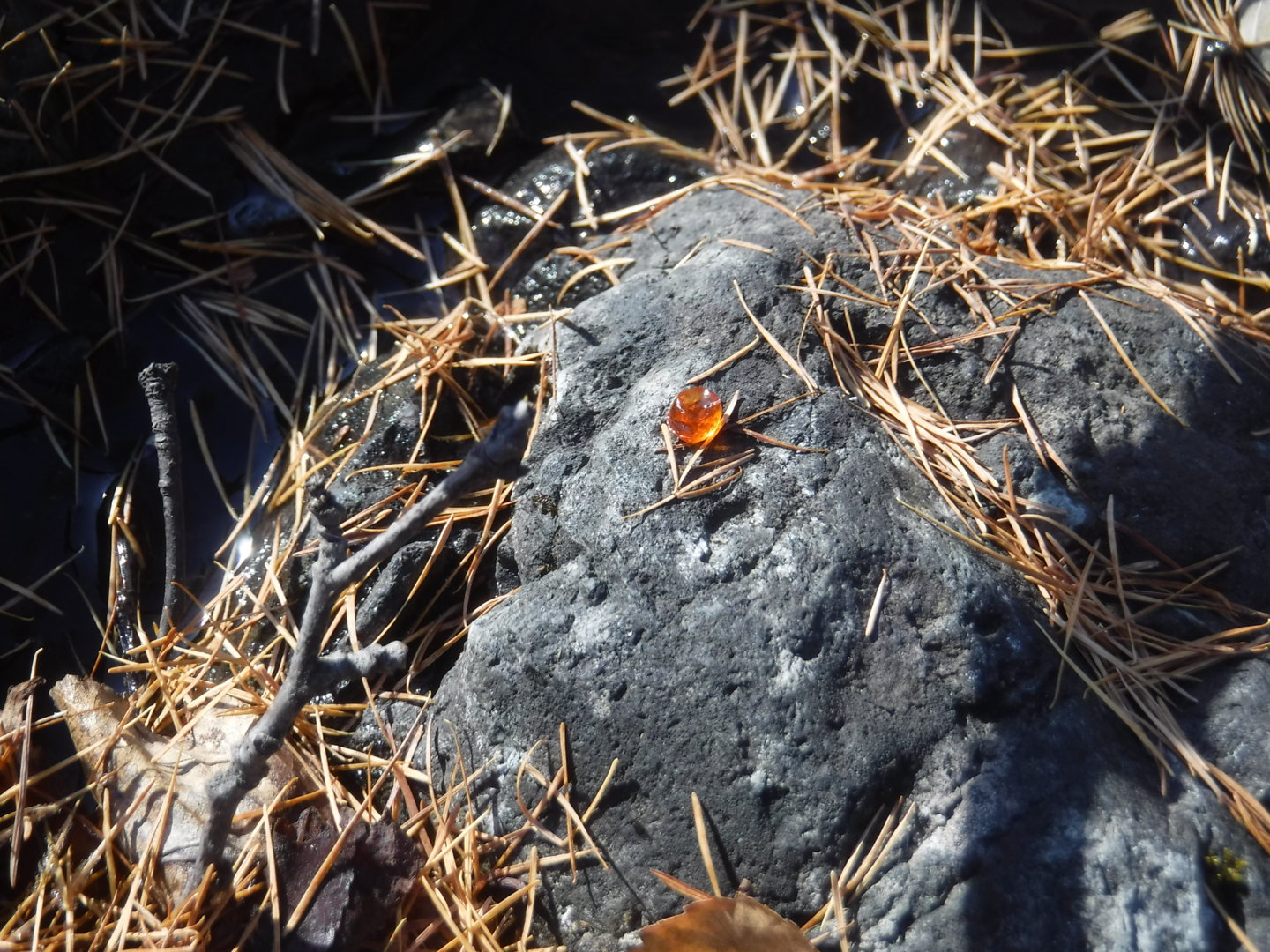 DSCF7516.JPG