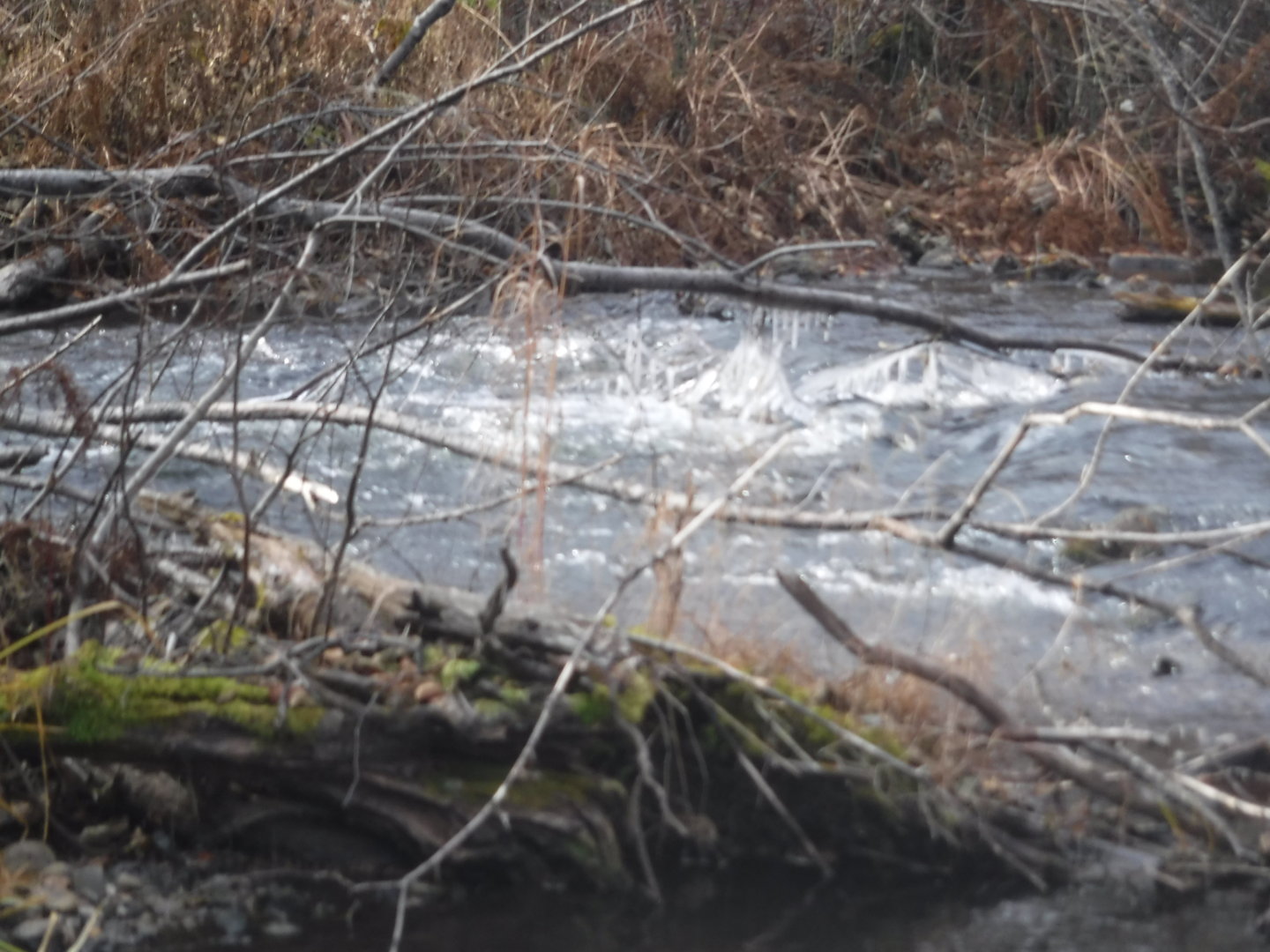 DSCF7517.JPG