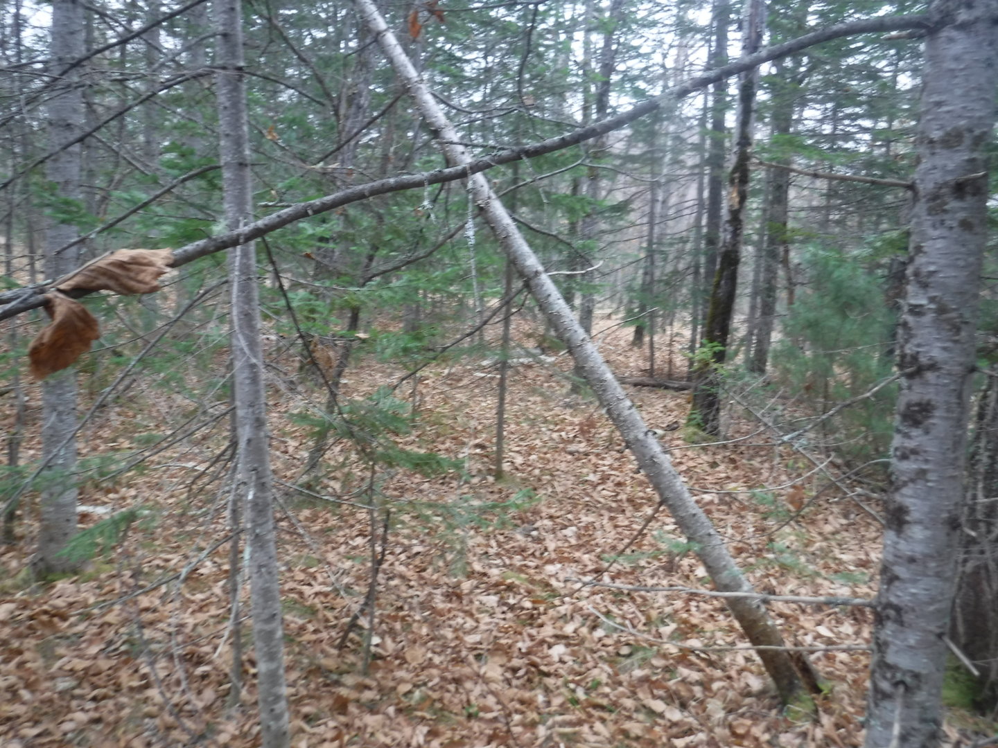 DSCF7531.JPG