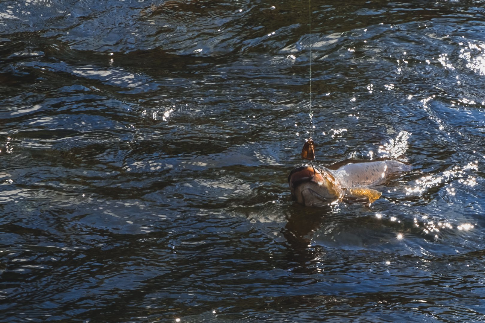 DSCF7636.jpg