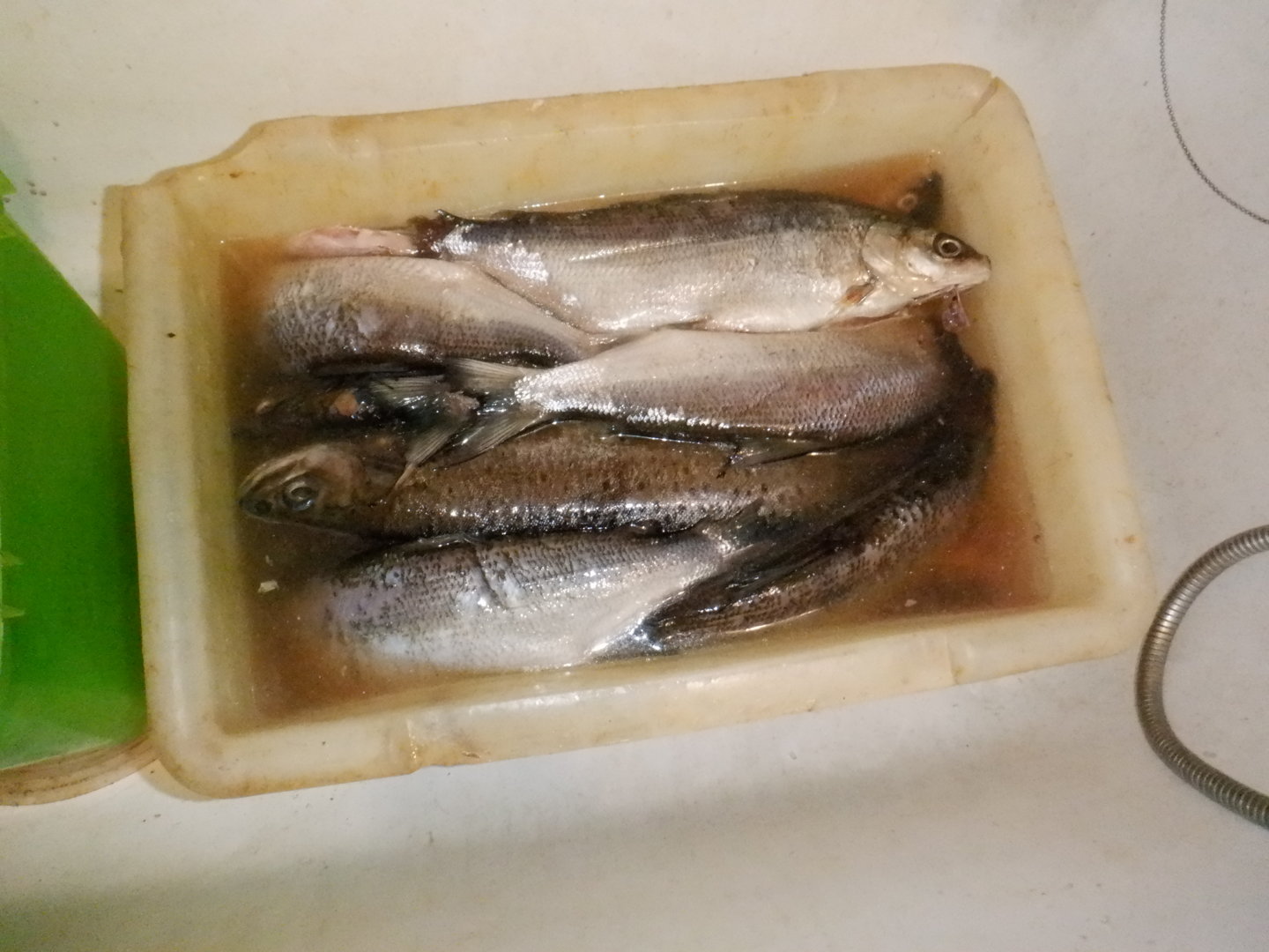 DSCF7767.JPG