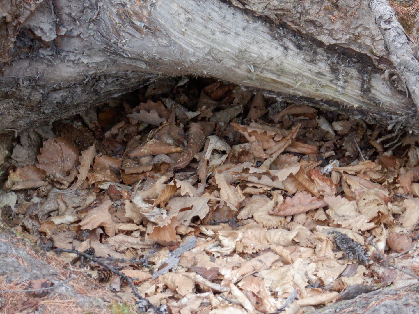 DSCF7843.JPG
