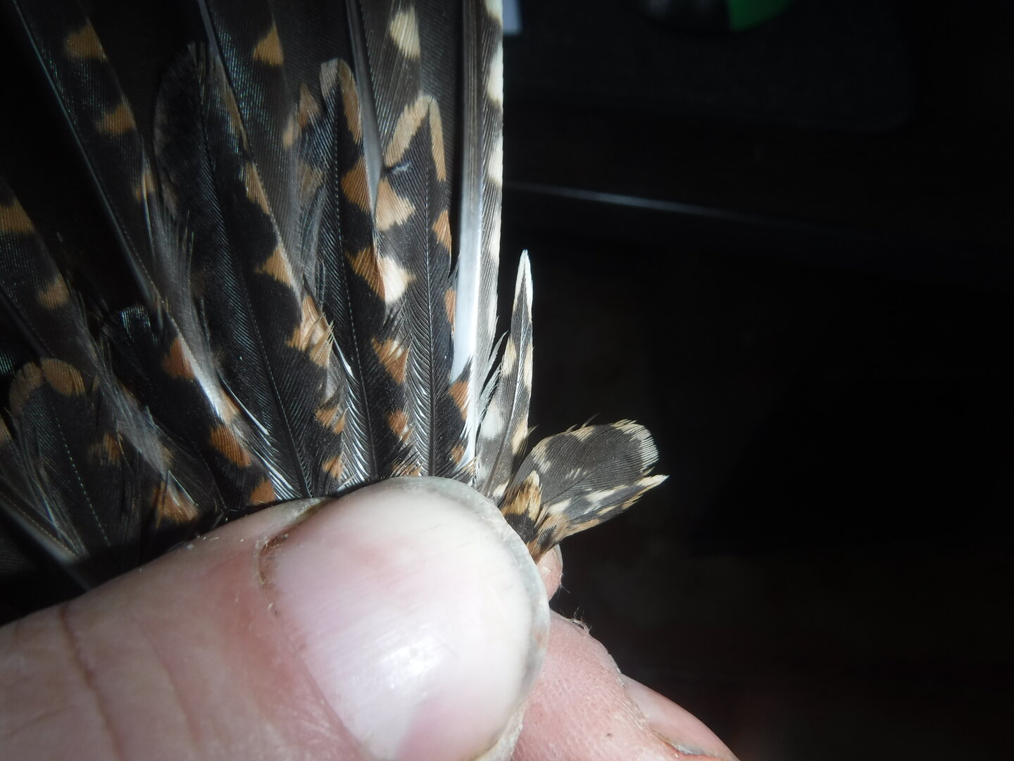 DSCF7858.JPG
