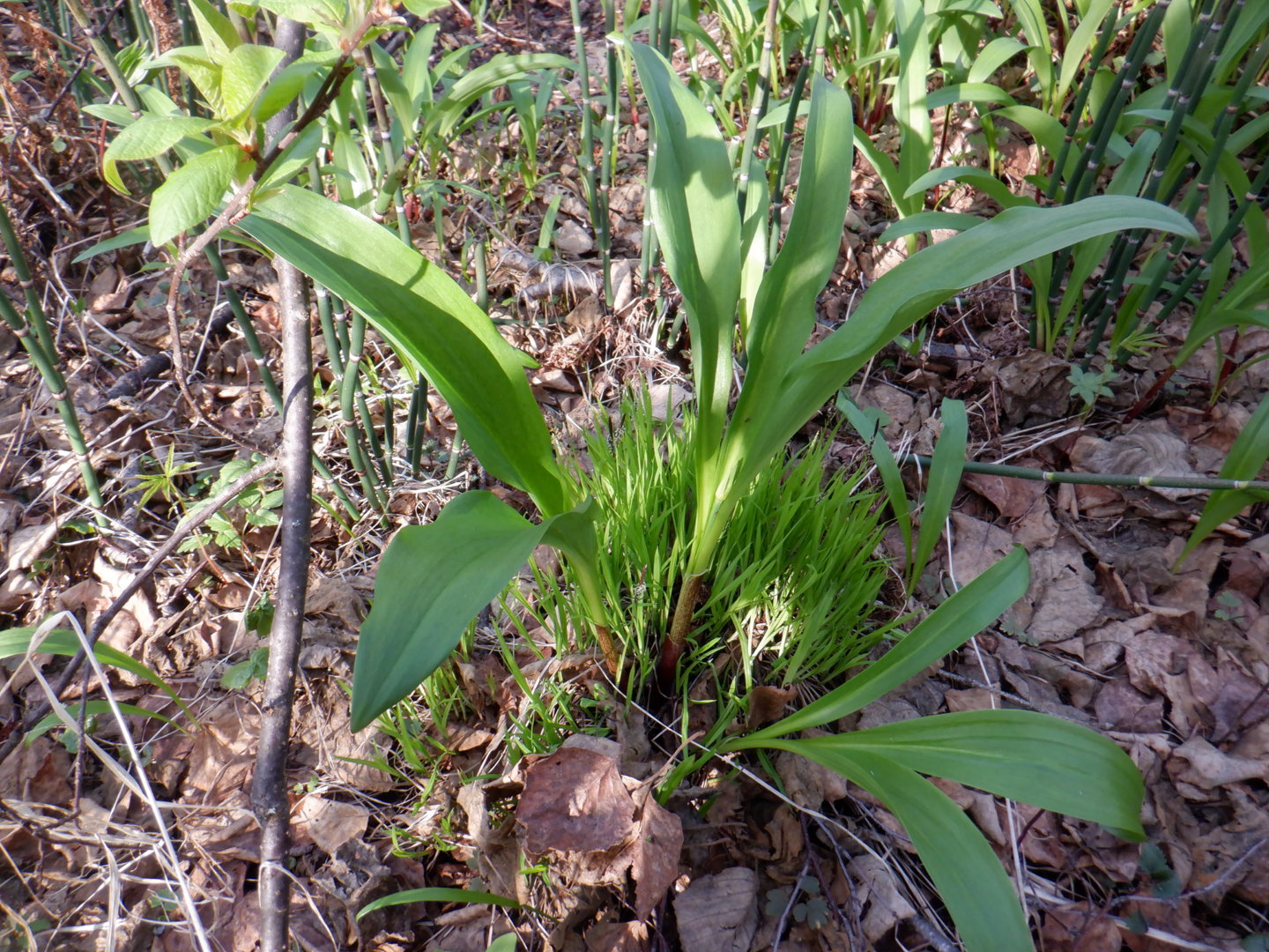 DSCF7962.JPG