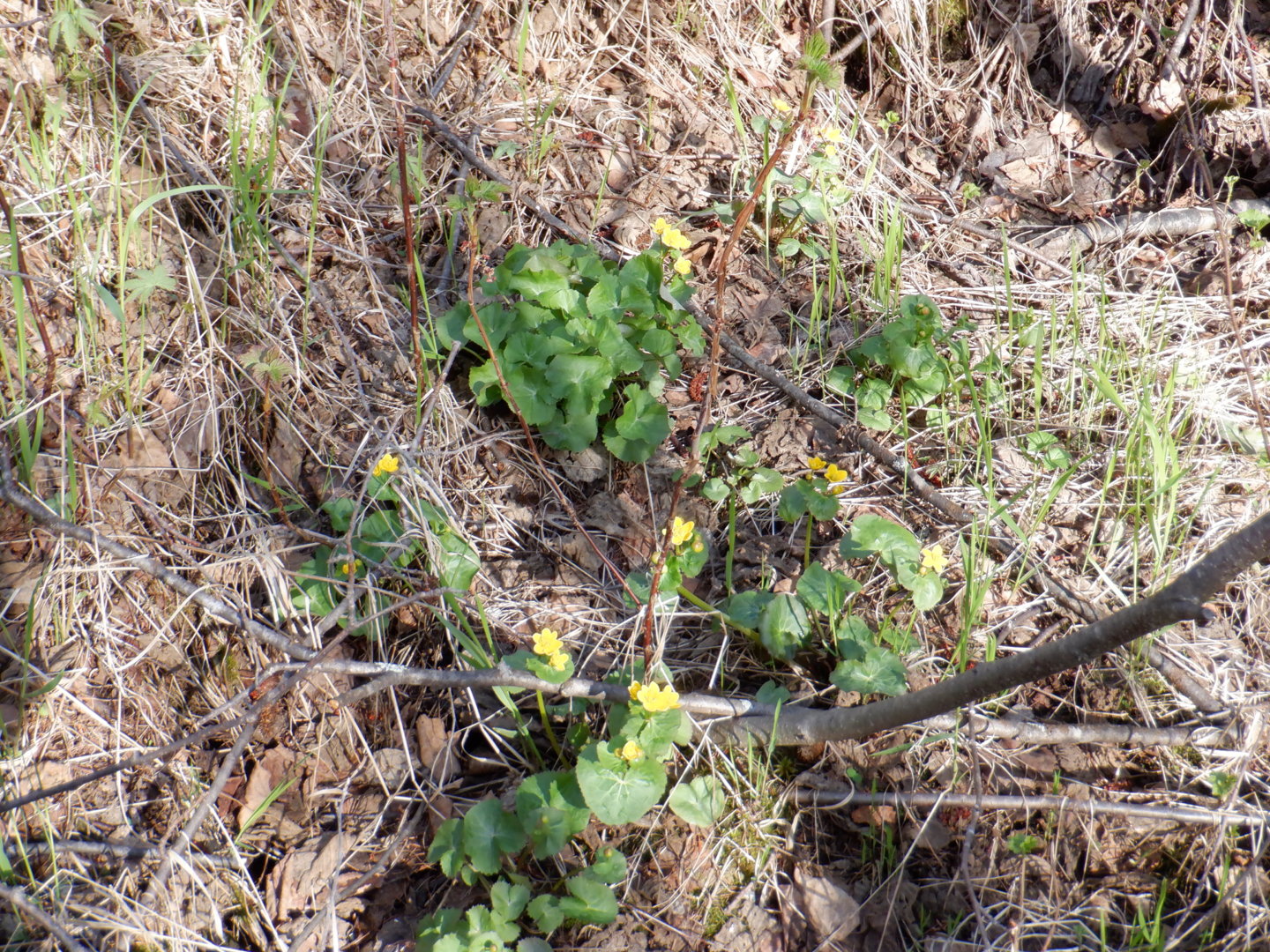DSCF7968.JPG