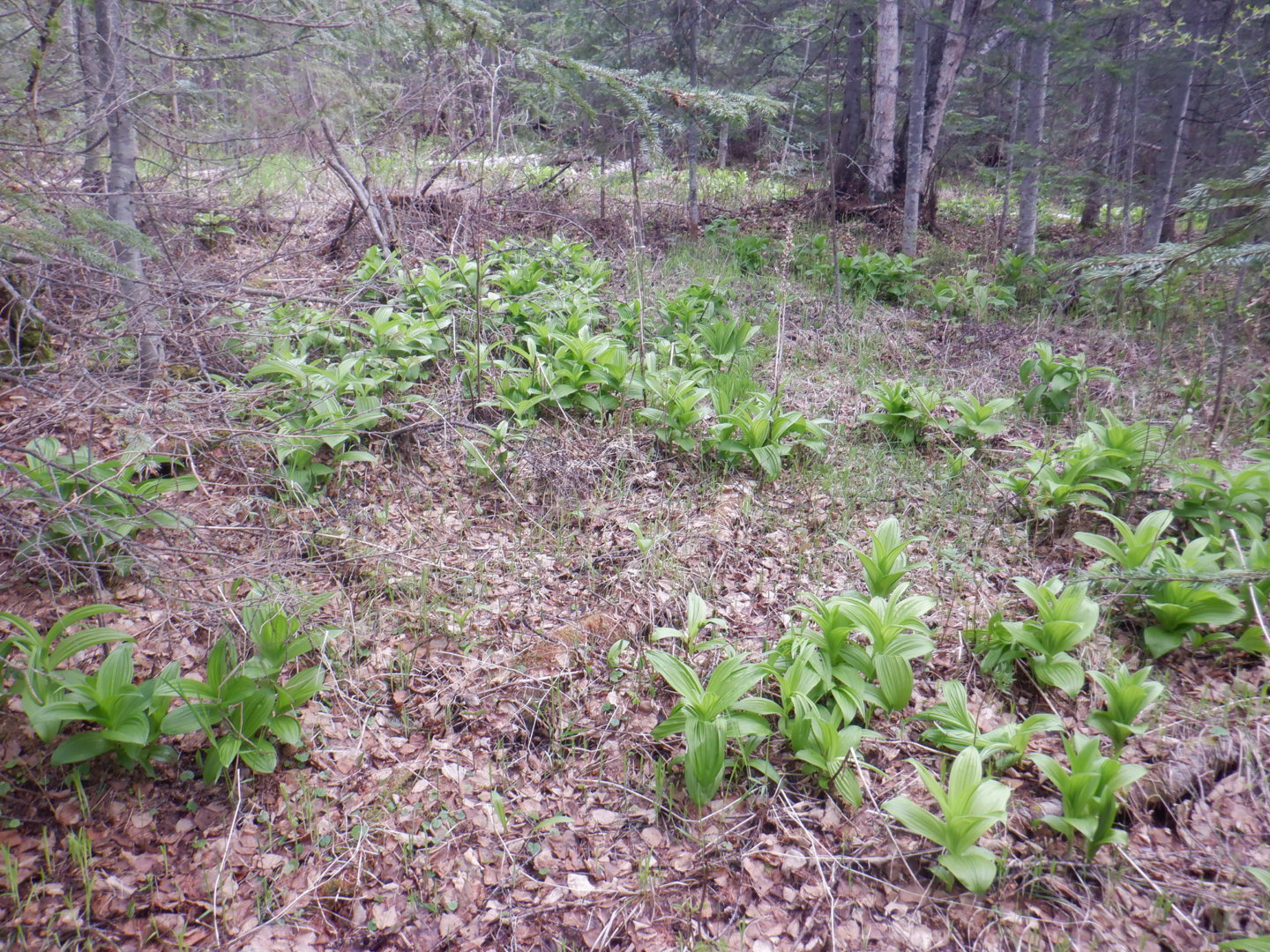DSCF7993.JPG