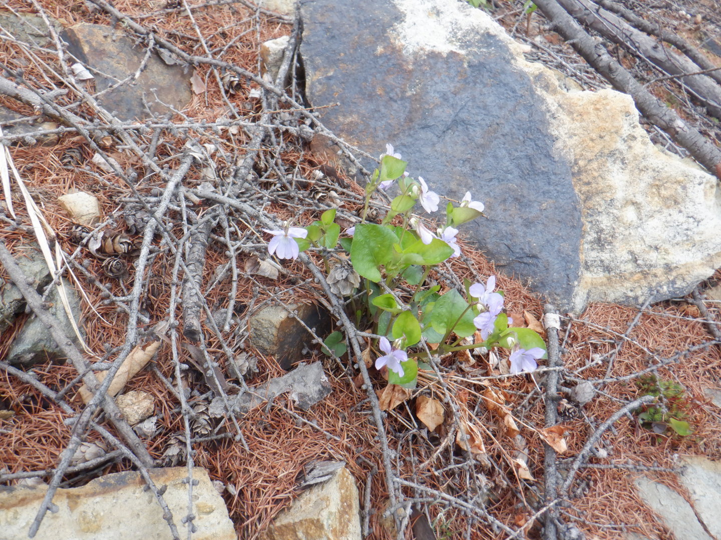 DSCF8004.JPG