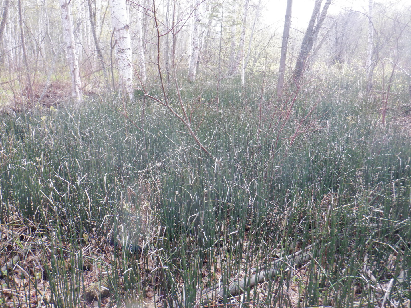 DSCF8007.JPG