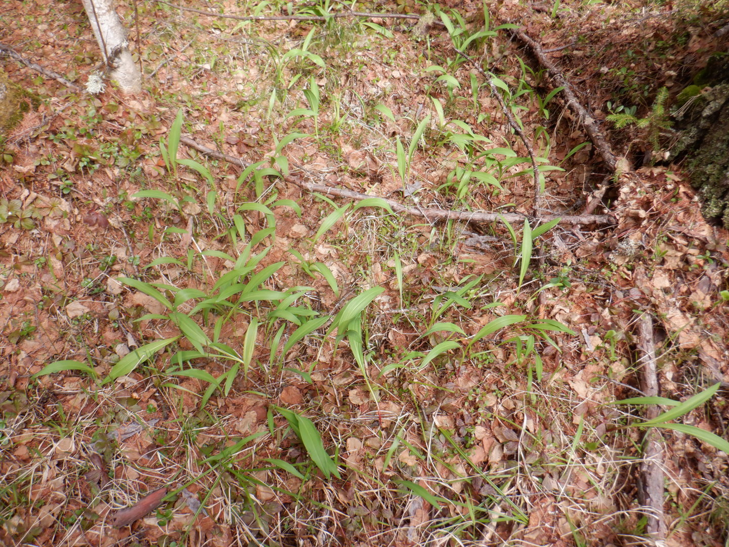 DSCF8008.JPG