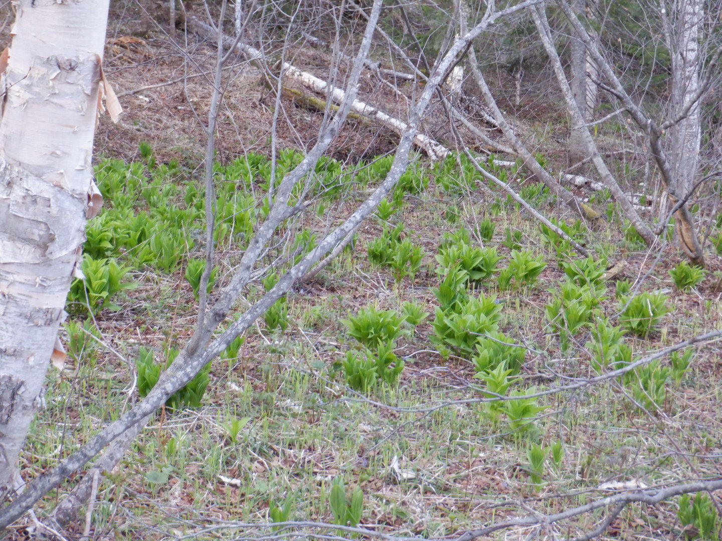 DSCF8012.JPG