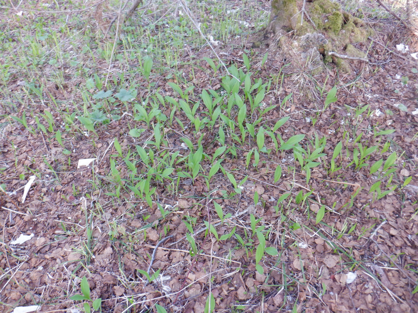 DSCF8014.JPG