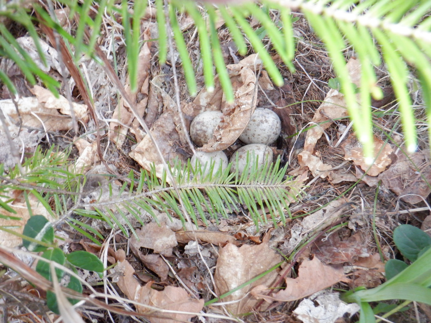 DSCF8017.JPG