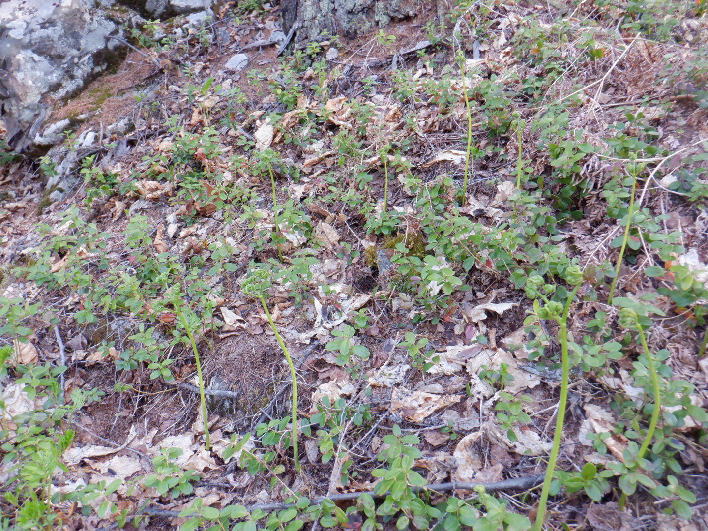 DSCF8019.JPG