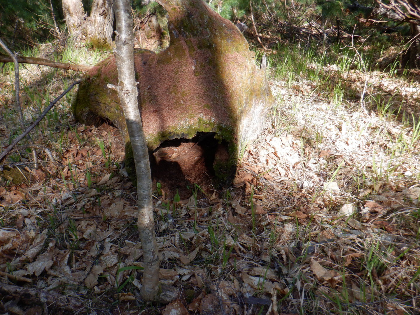 DSCF8026.JPG