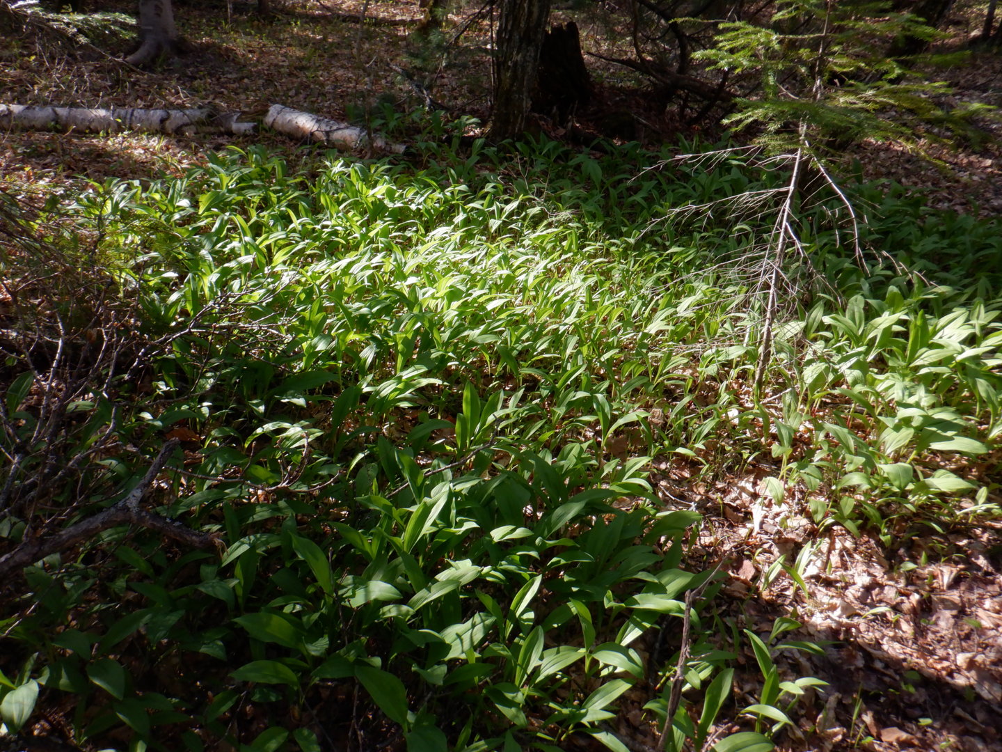 DSCF8037.JPG