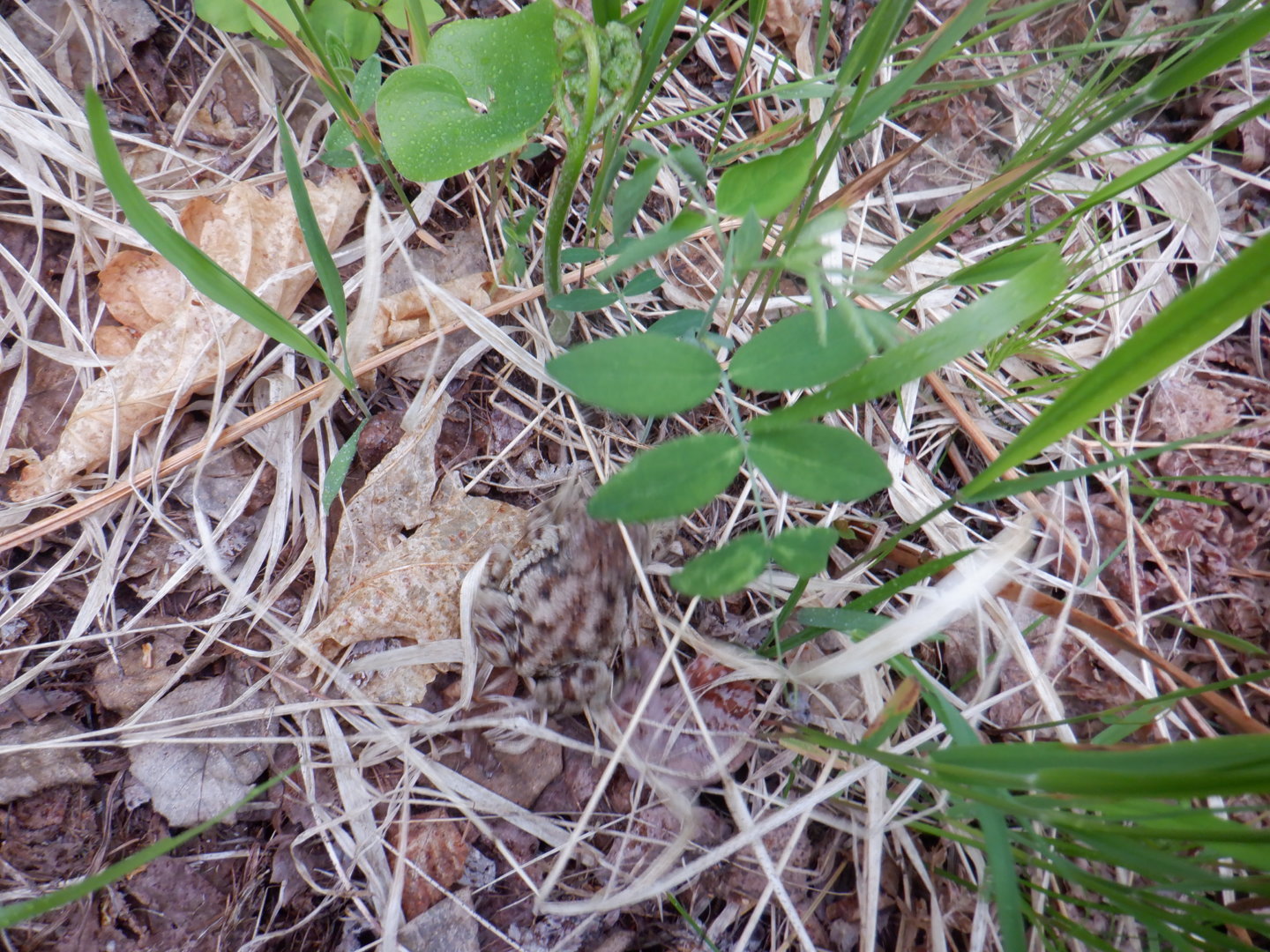 DSCF8082.JPG