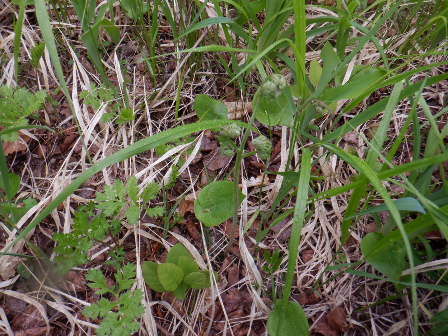DSCF8089.JPG