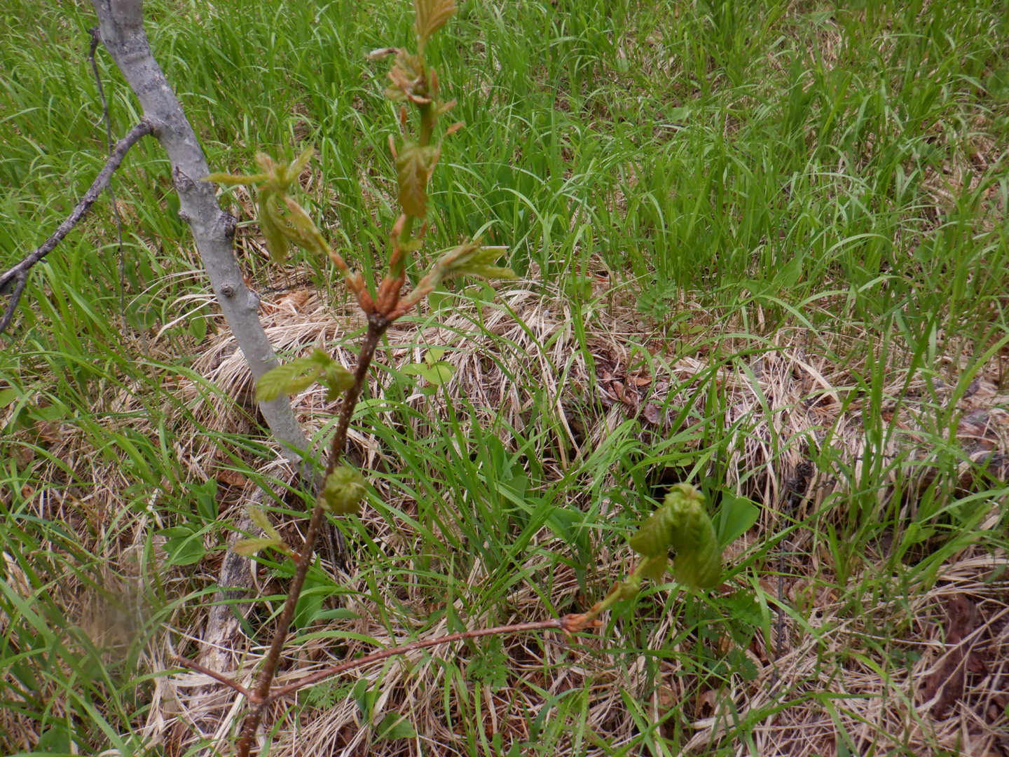 DSCF8090.JPG