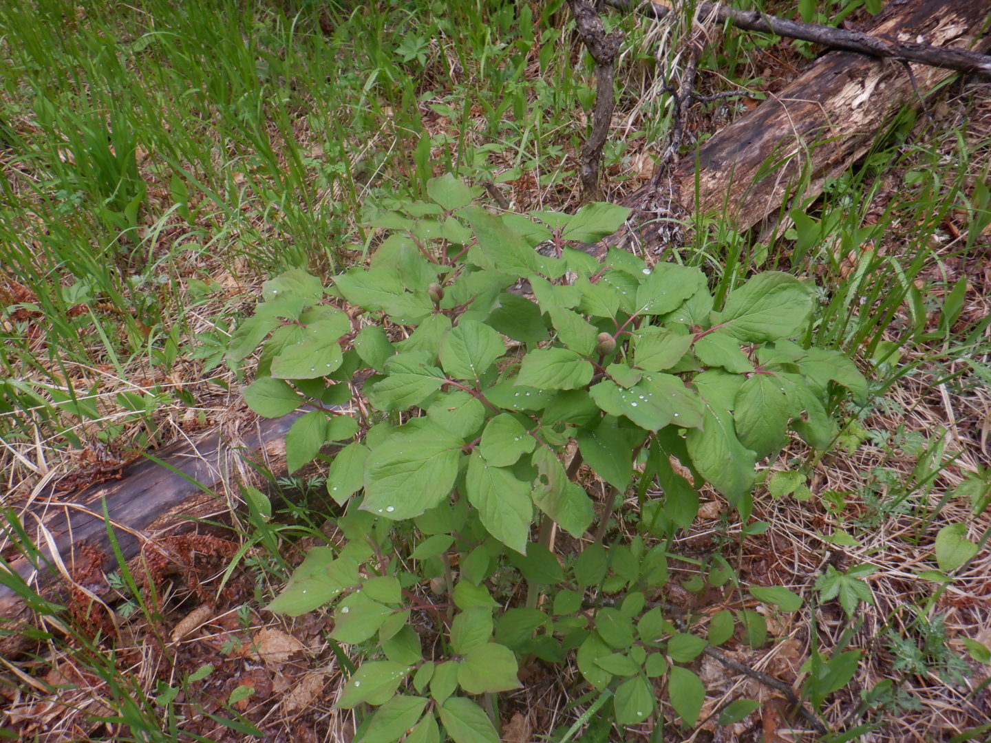 DSCF8092.JPG