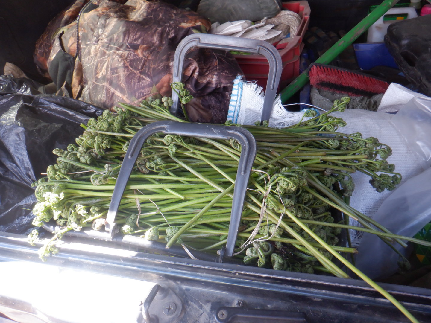 DSCF8095.JPG