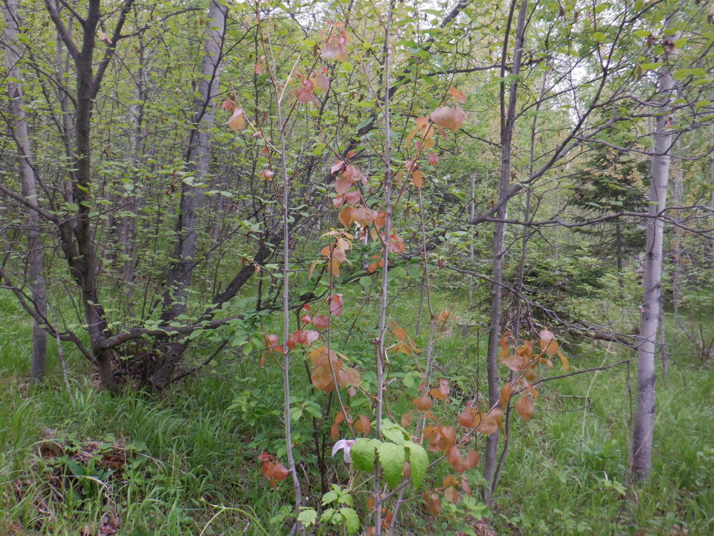 DSCF8100.JPG