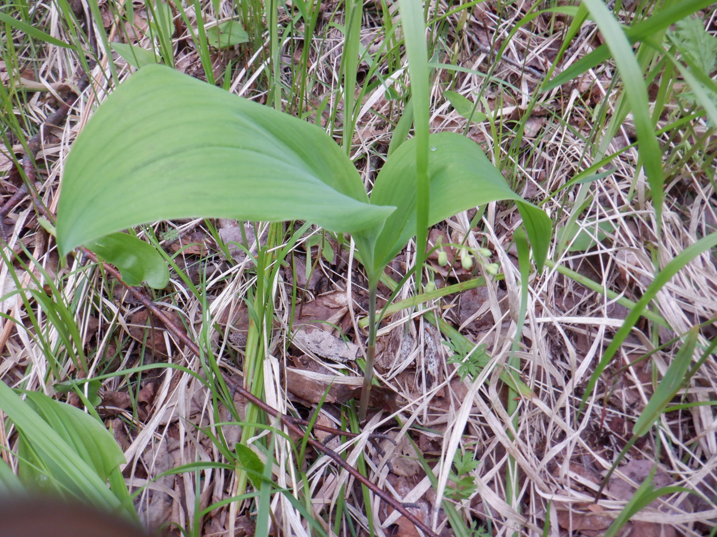 DSCF8104.JPG