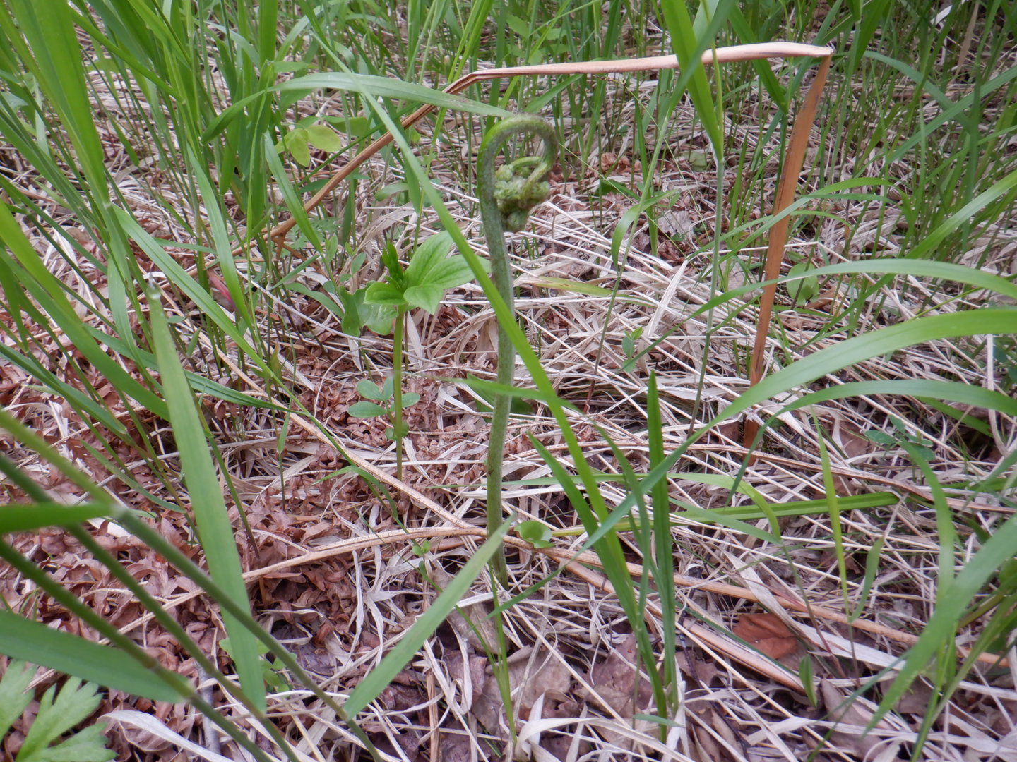 DSCF8108.JPG