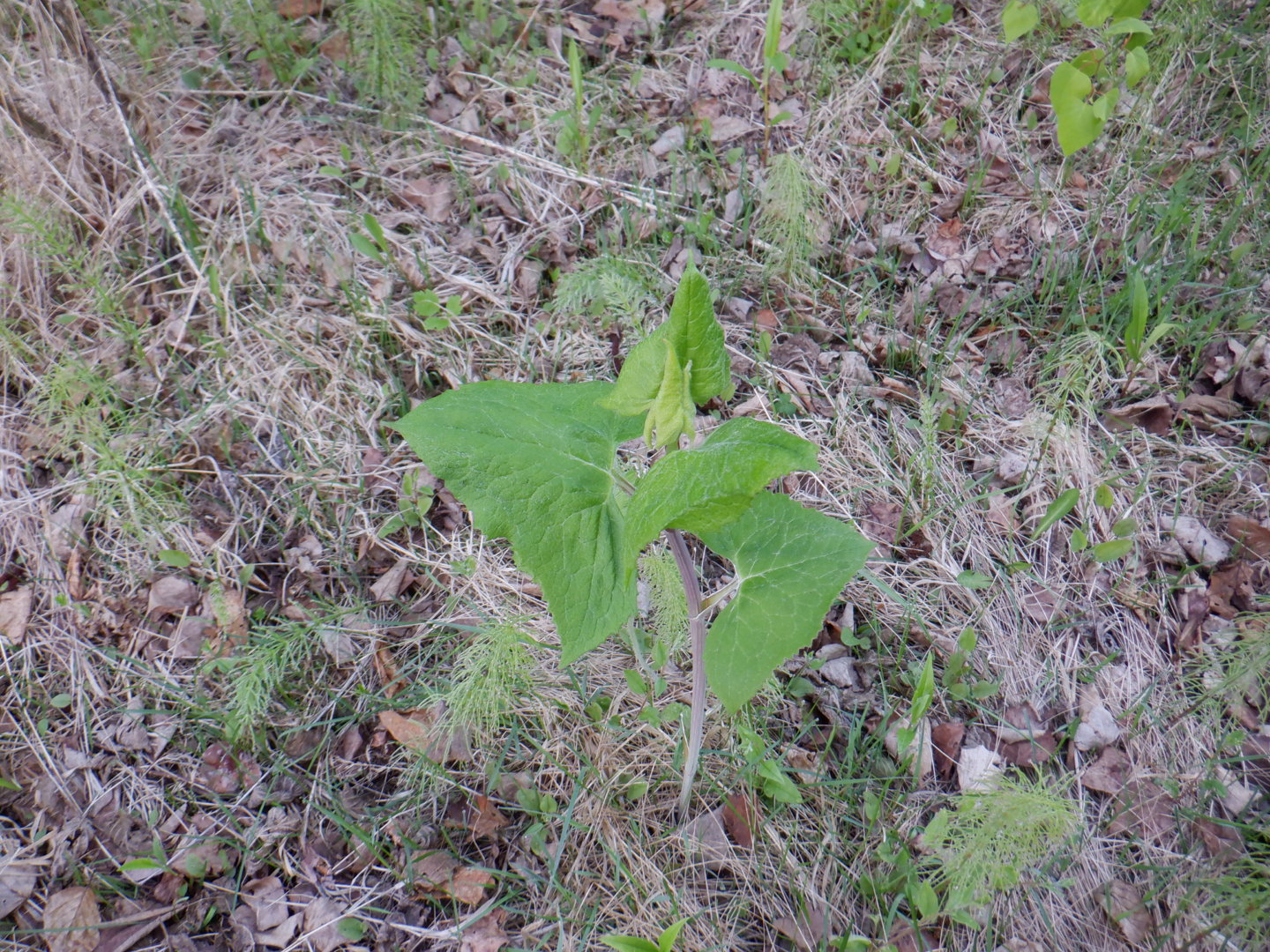DSCF8116.JPG