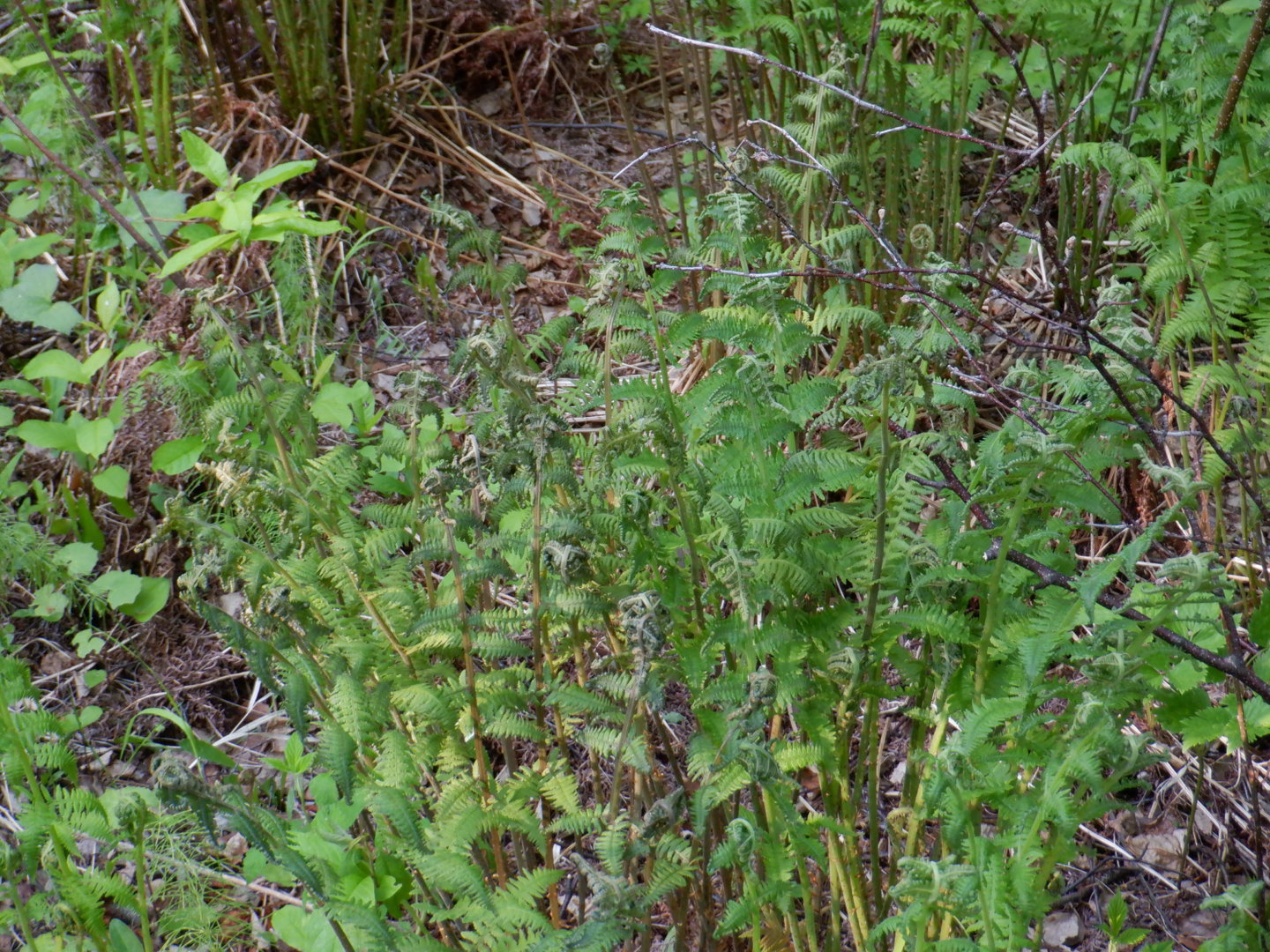 DSCF8118.JPG