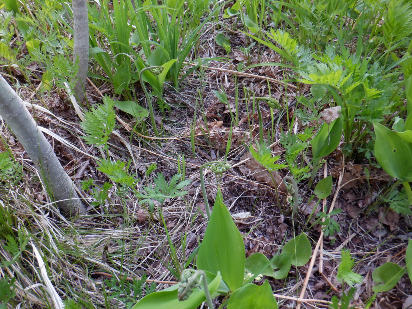 DSCF8124.JPG