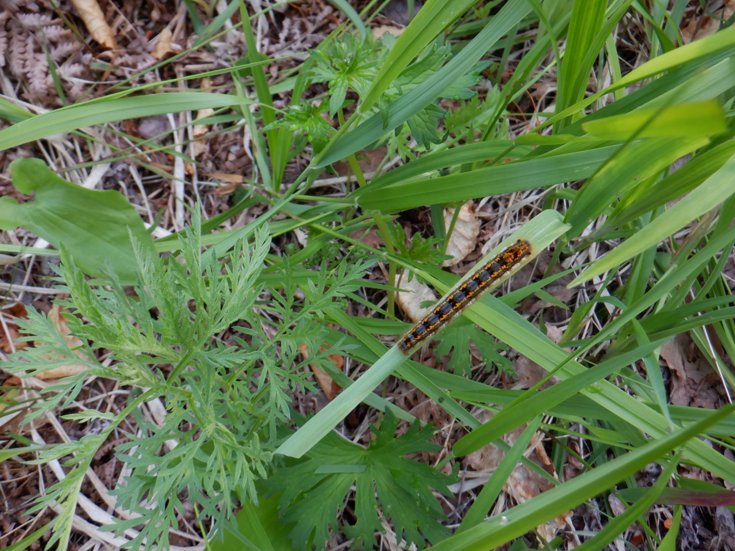 DSCF8125.JPG