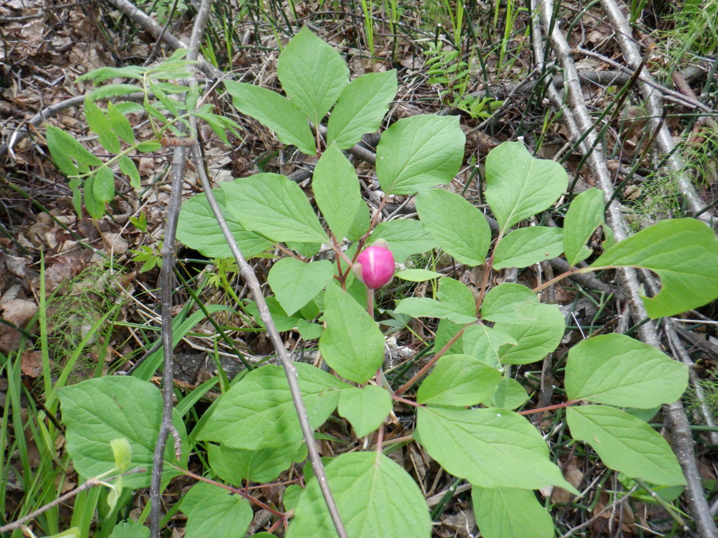 DSCF8132.JPG