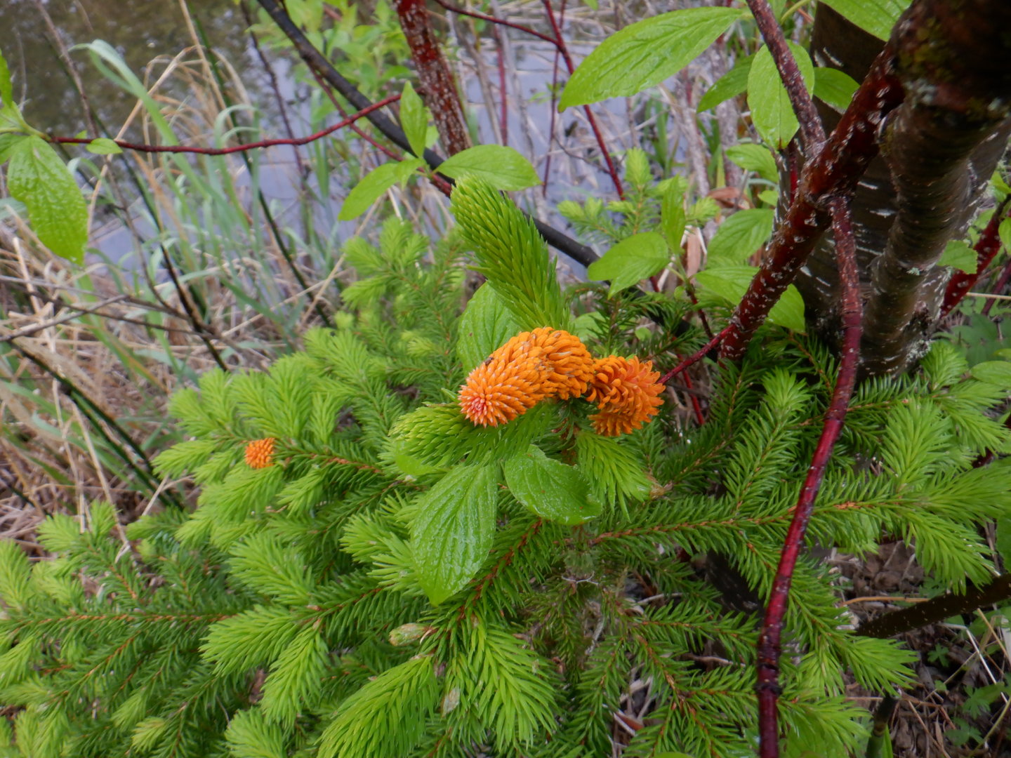DSCF8143.JPG