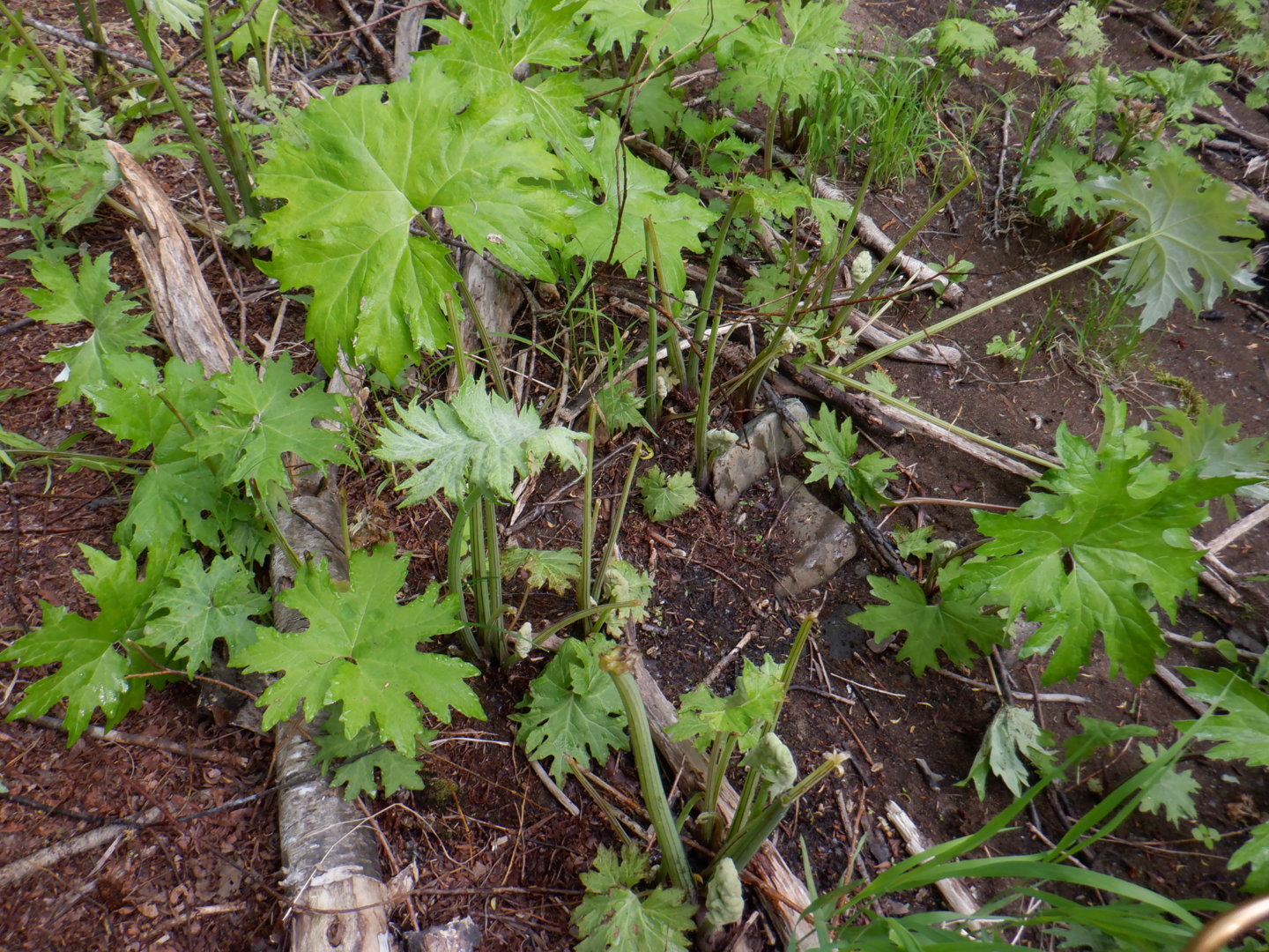 DSCF8145.JPG