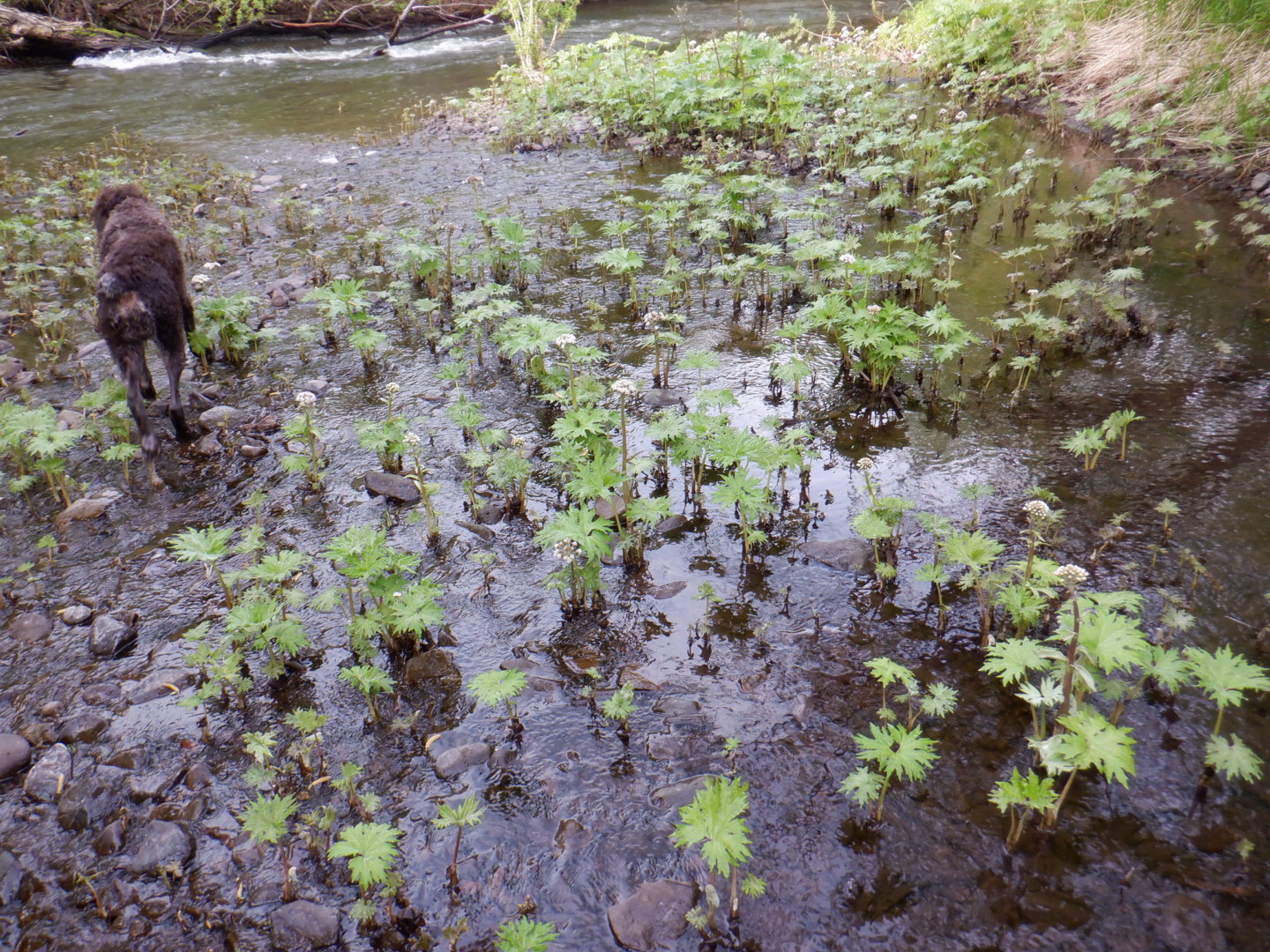 DSCF8147.JPG