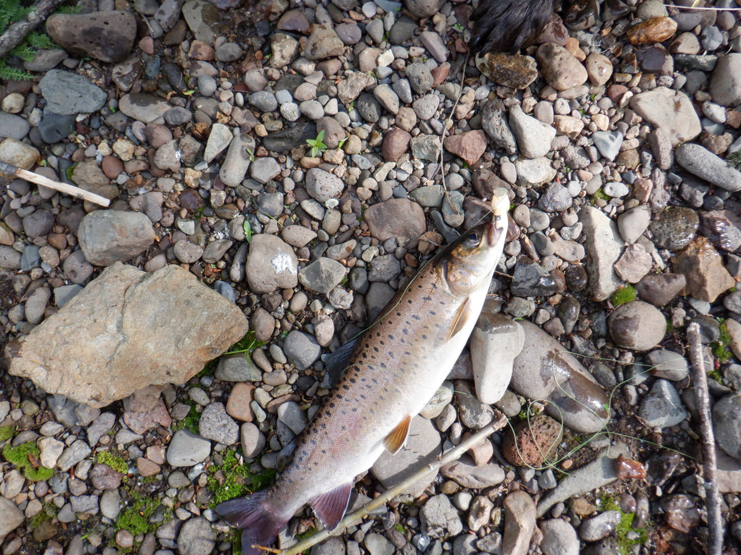 DSCF8148.JPG