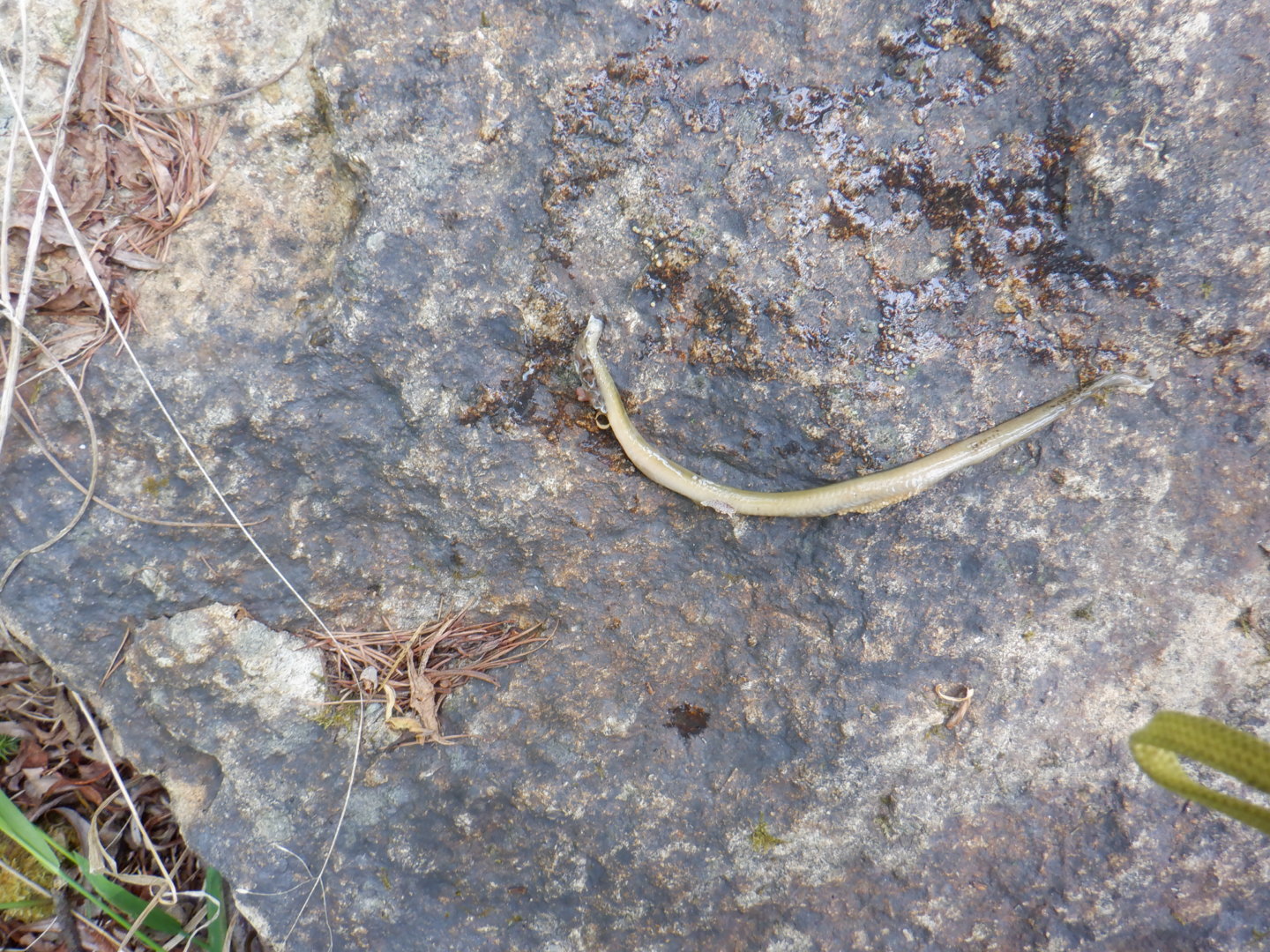 DSCF8156.JPG