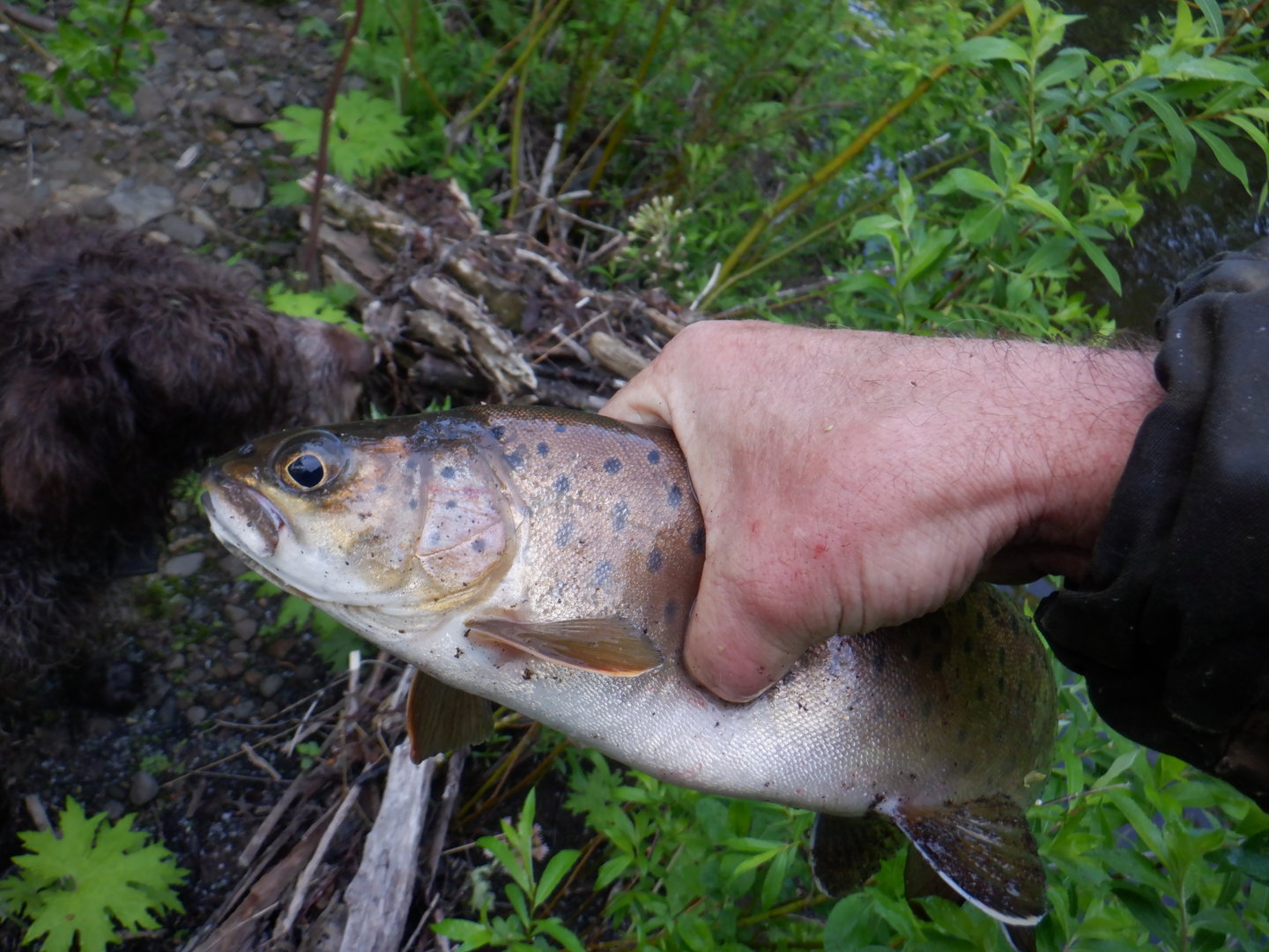 DSCF8177.JPG