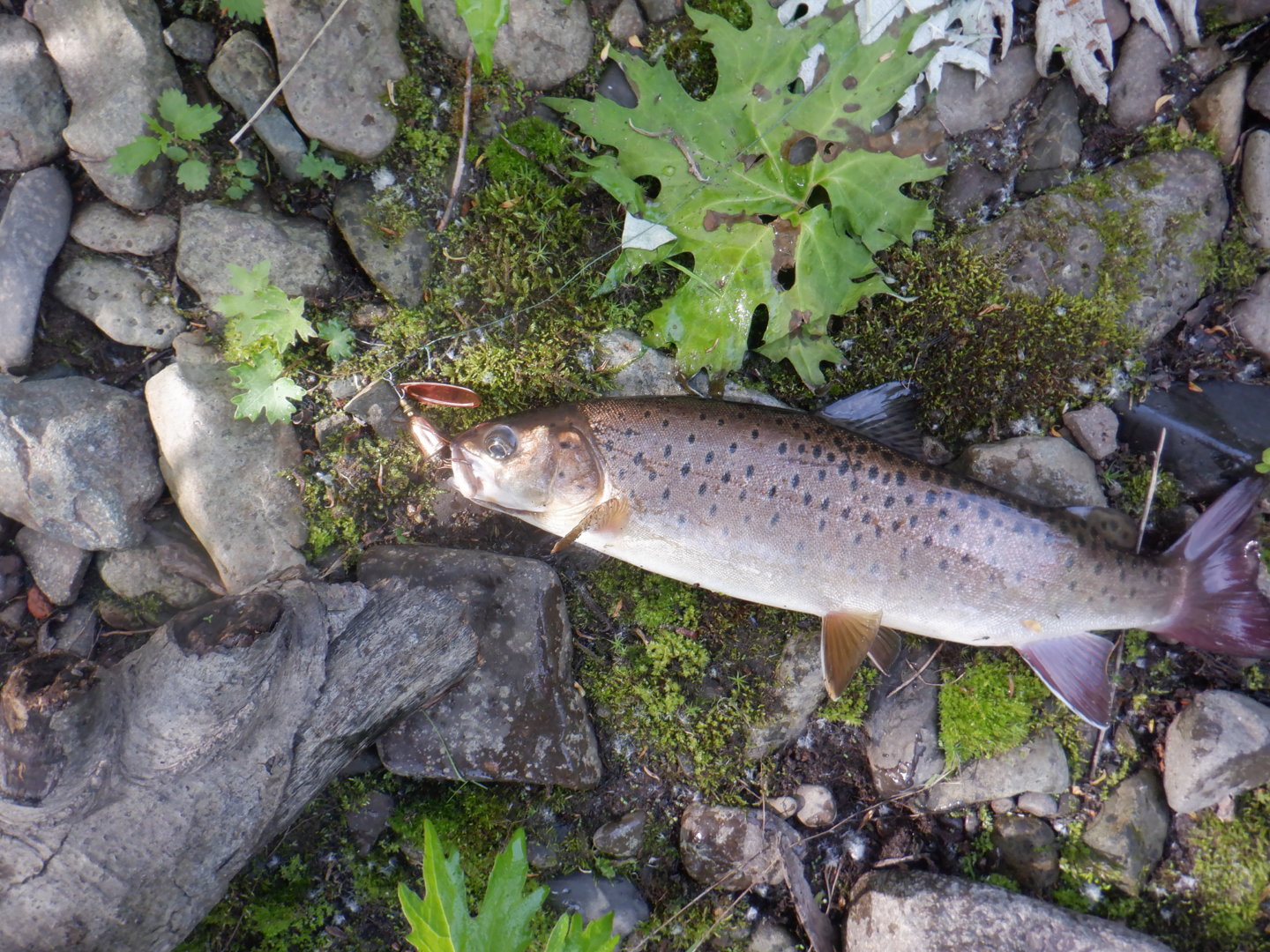 DSCF8181.JPG
