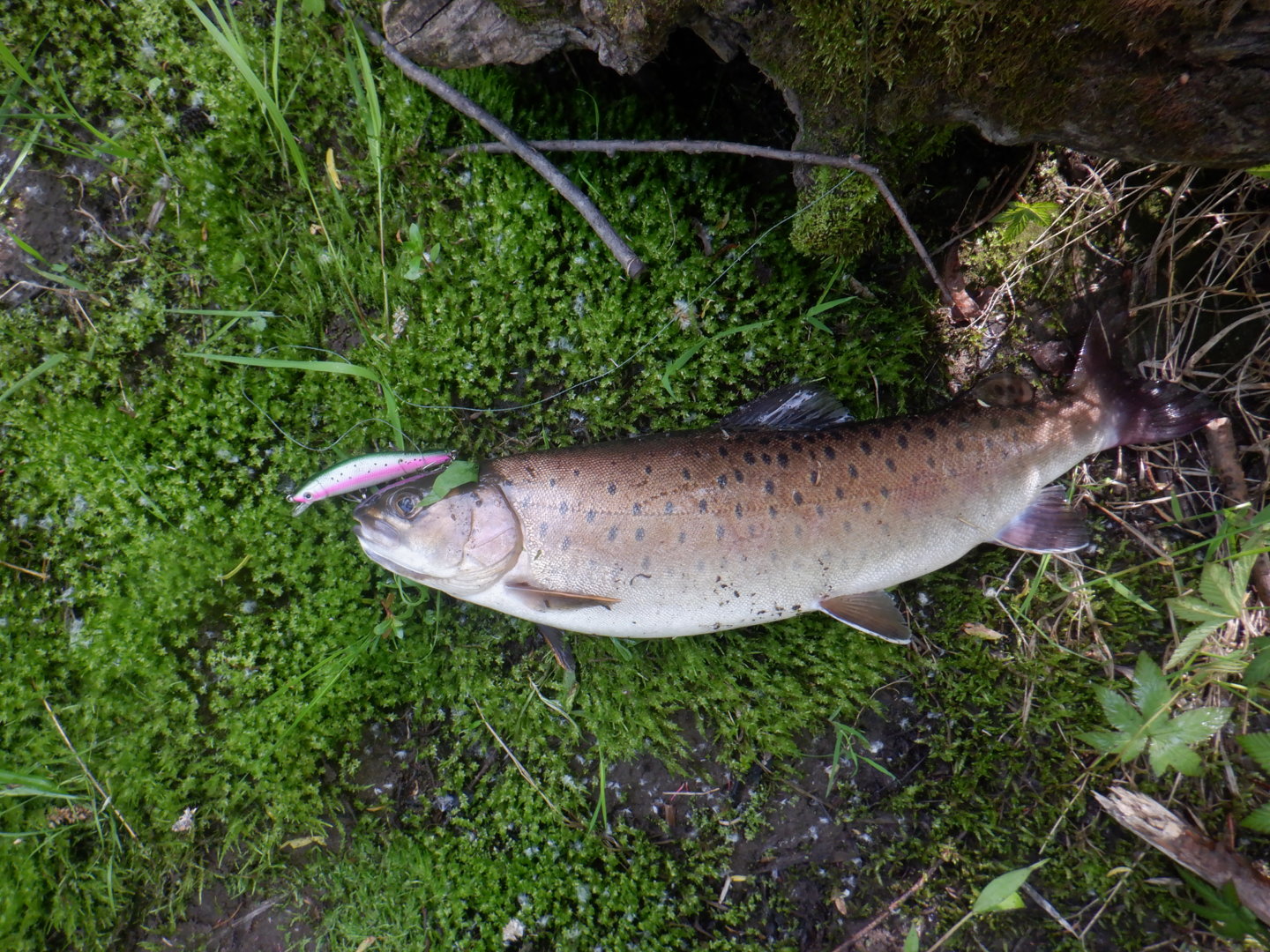 DSCF8182.JPG
