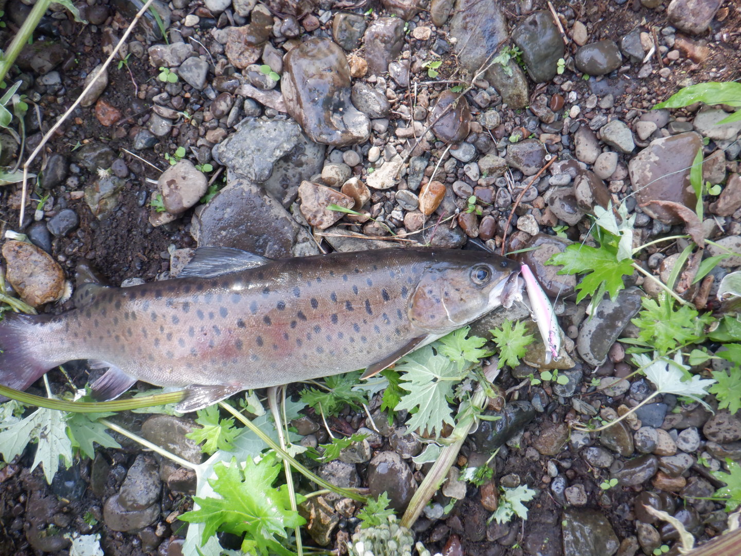 DSCF8184.JPG